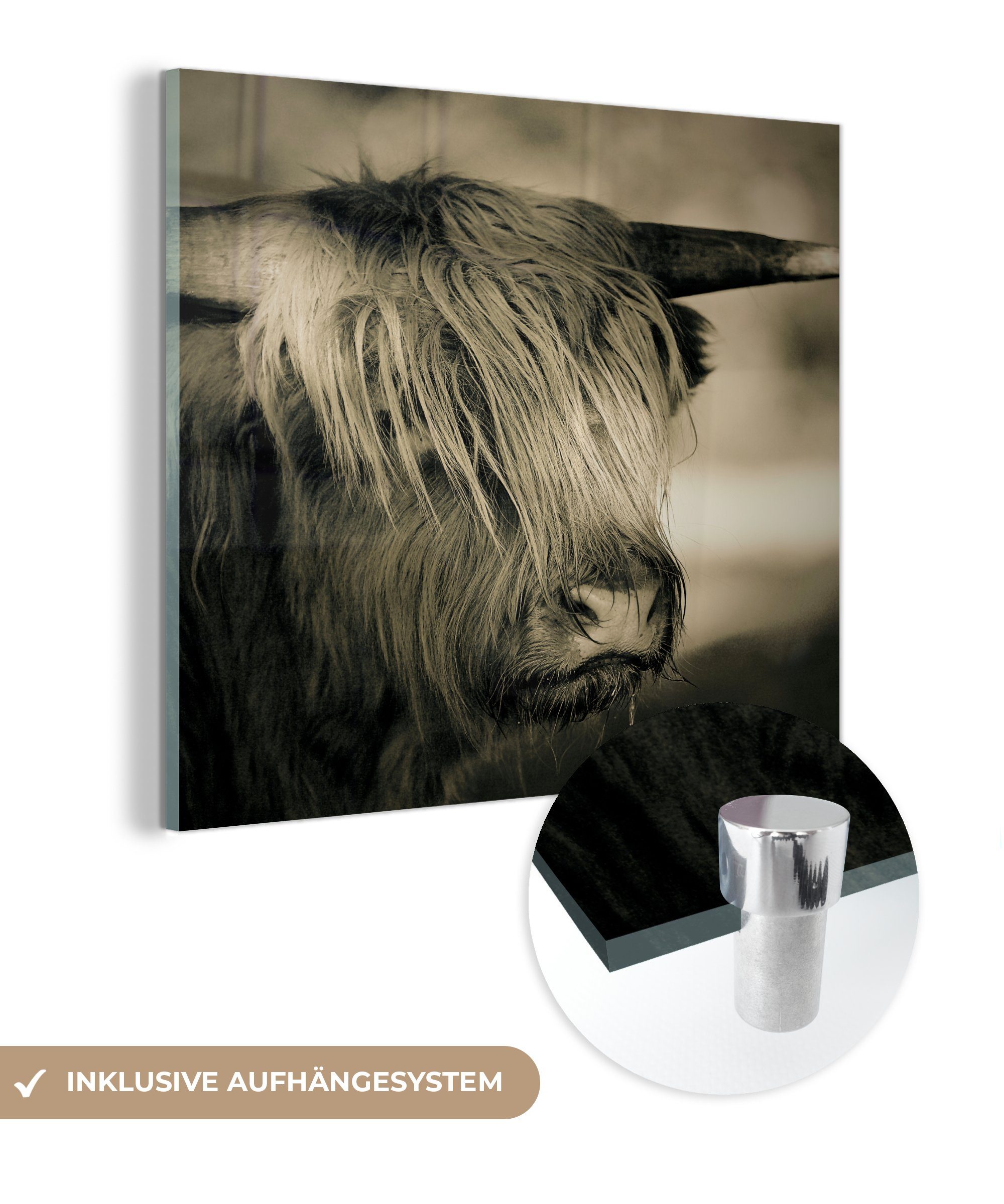 MuchoWow Acrylglasbild Schottischer Highlander - Tiere - Haare, (1 St), Glasbilder - Bilder auf Glas Wandbild - Foto auf Glas - Wanddekoration