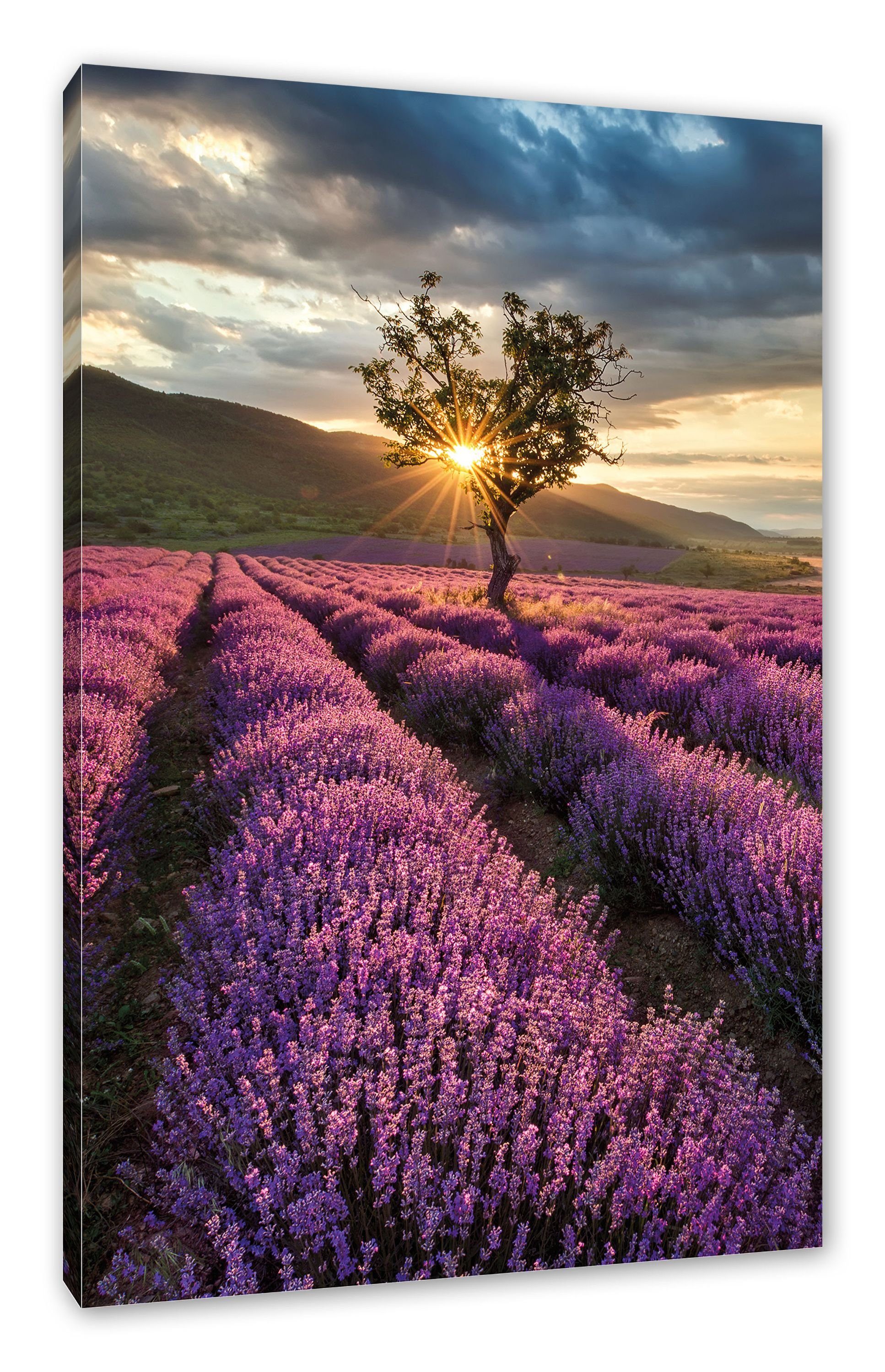 Pixxprint Leinwandbild Lavendel Provence mit Baum, Lavendel Provence mit Baum (1 St), Leinwandbild fertig bespannt, inkl. Zackenaufhänger