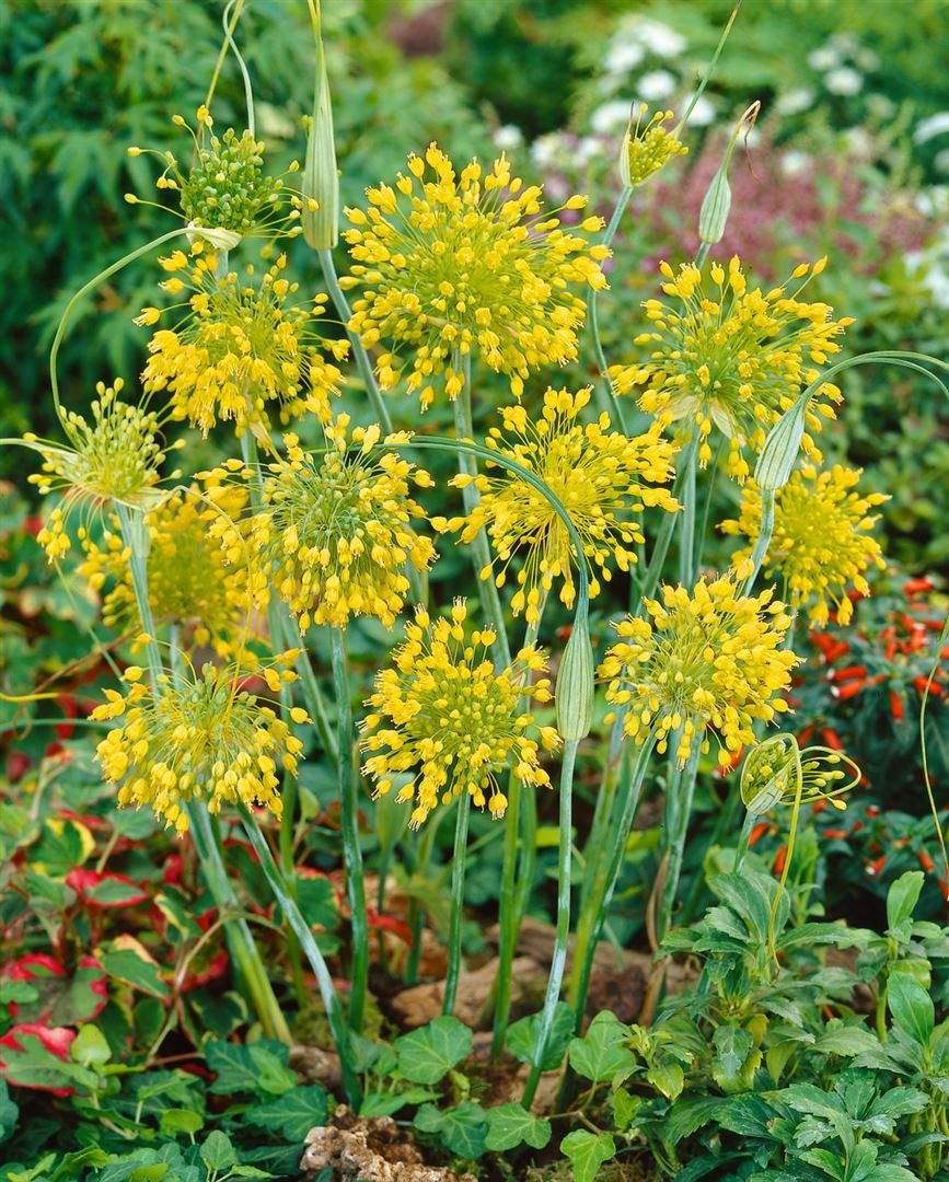 Pflanzen für Dich Staude Allium flavum, 1 St., Gelber Lauch, Gelber Zierlauch – Bild 3 von 3