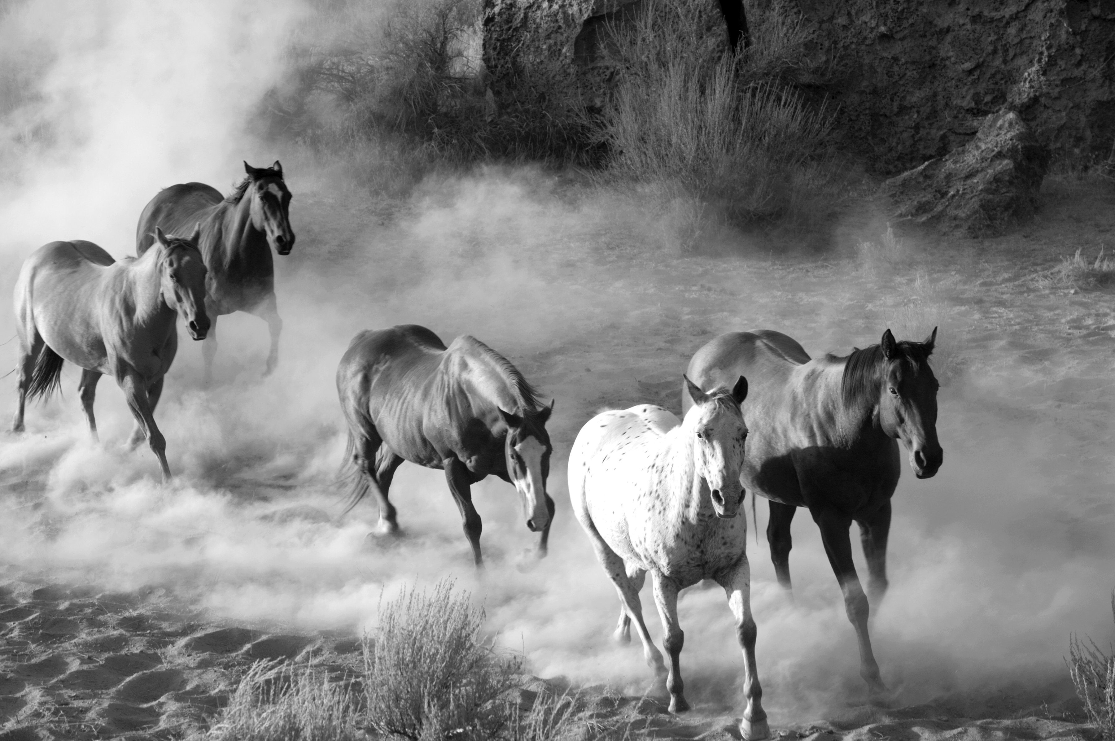 Pferde Fototapete Schwarz Weiß & Papermoon