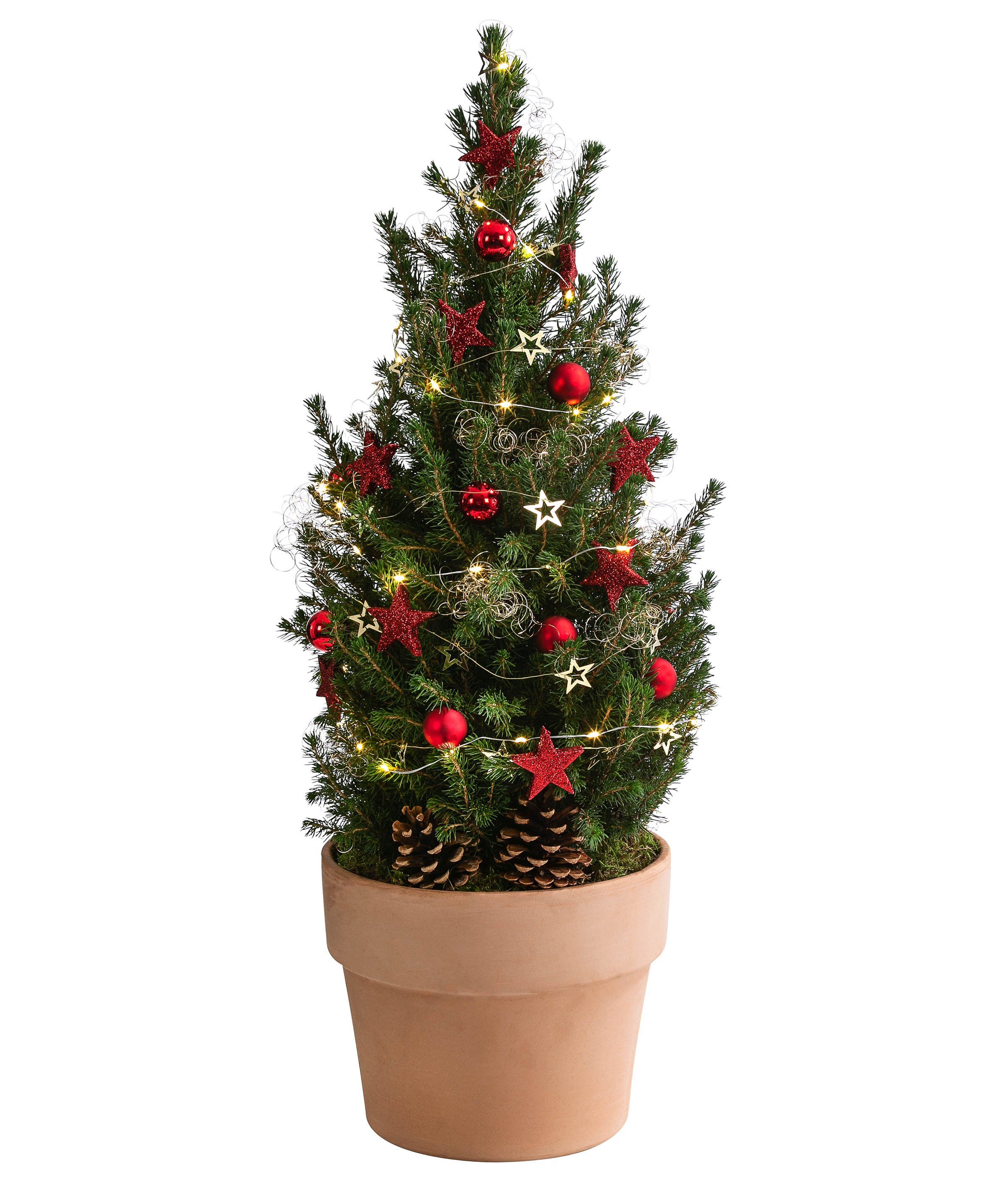 Dehner Echter Weihnachtsbaum »Terra, geschmückte Zuckerhutfichte, 70-80  cm«, mit LED-Lichterkette, im Terrakottatopf, Ø 25 cm