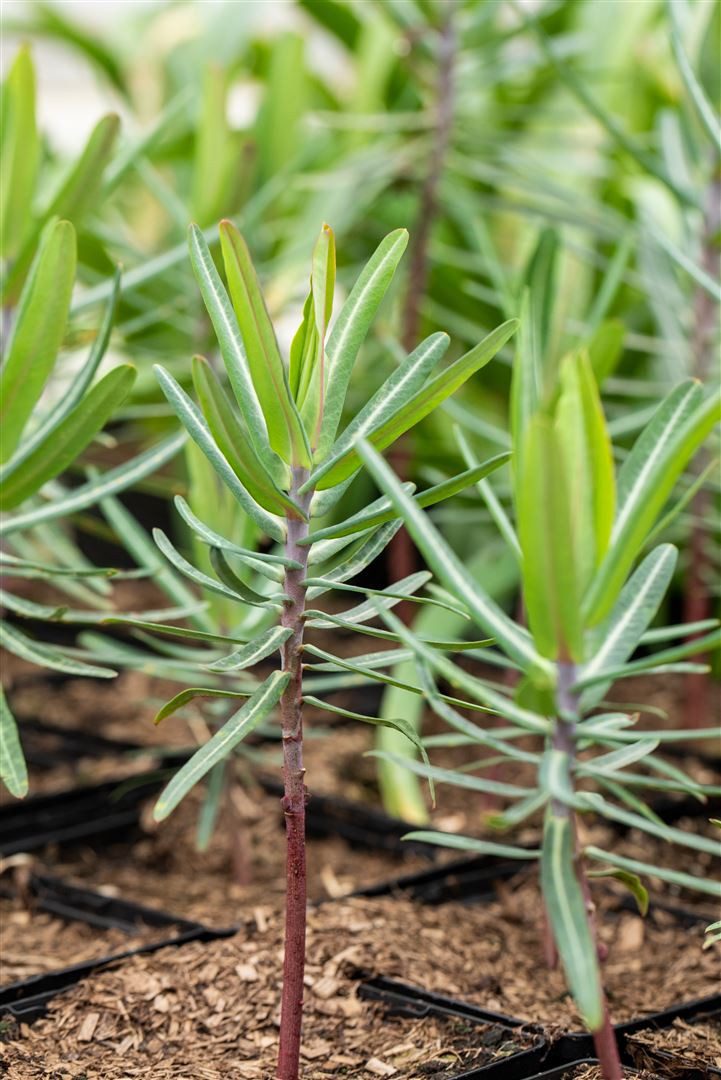 Pflanzen für Dich Staude Euphorbia lathyris, 1 St., Kreuzblättrige Wolfsmilch, Gichtkraut, Maulwurfspflanze