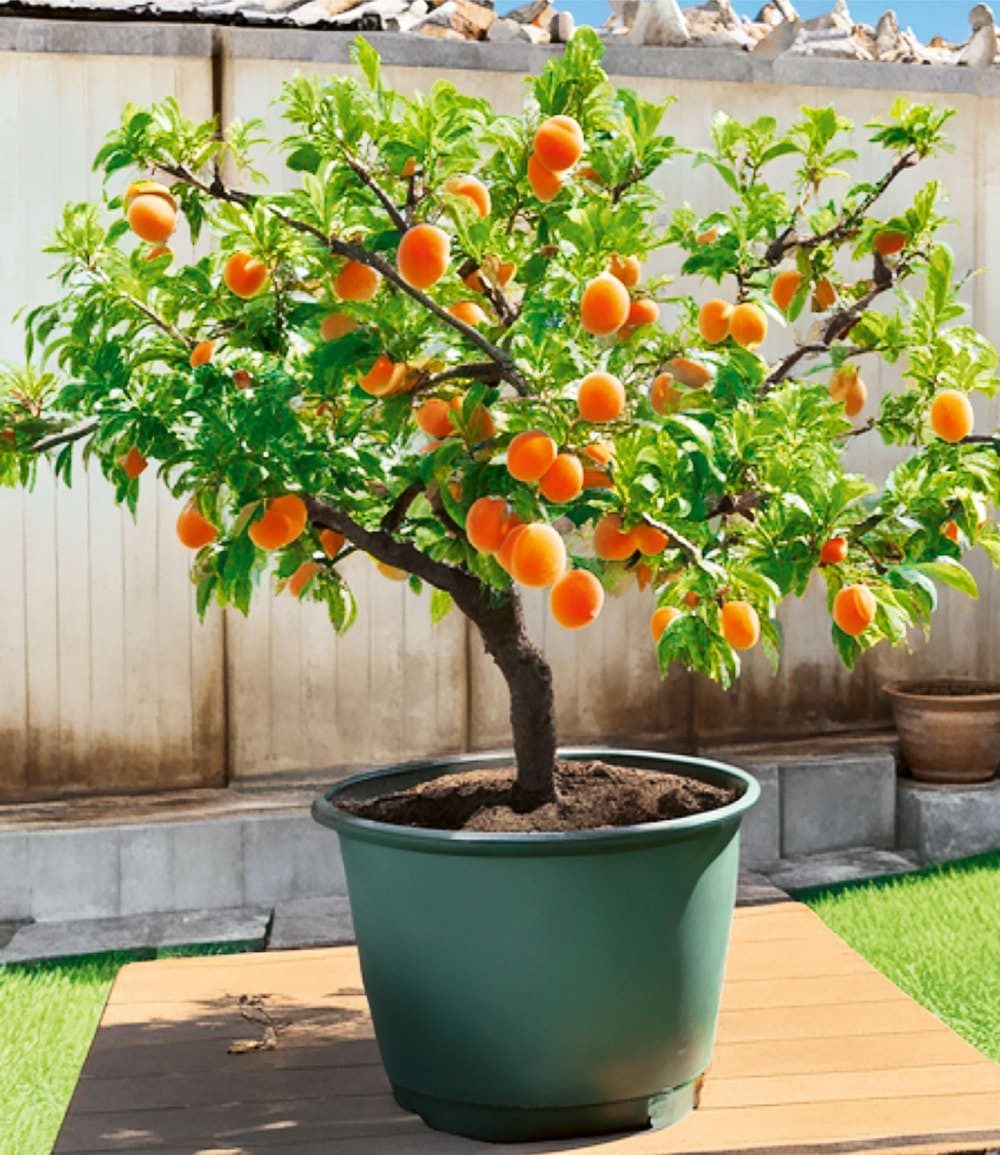 BALDUR Garten Obstpflanze Mini-Aprikosenbaum 'Orange Beauty' im 5-Liter XXL-Topf, 1 St., Selbstfruchtend, essbar,winterhart, mehrjährig, pflegeleicht