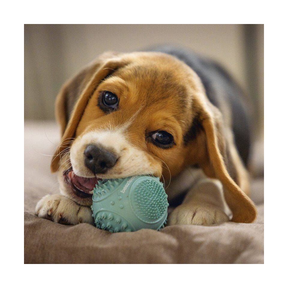 Beeztees Tierball Hundespielzeug Puppy Dental Ball mint
