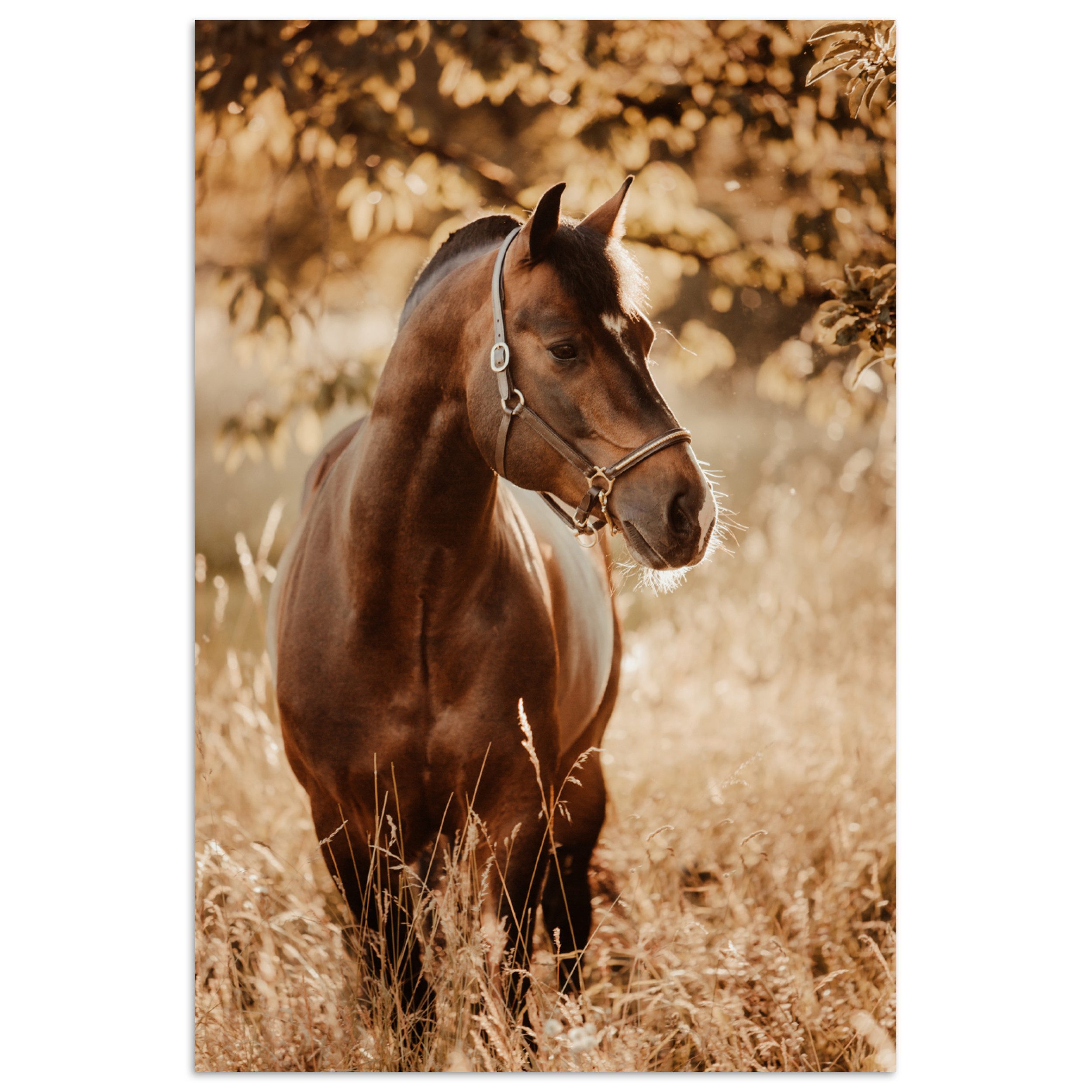 MuchoWow Poster Pferd - Sonne - Porträt - Natur - Braun, (1 St), Poster ohne Rahmen, Wandbild, Wandposter, 20x30 cm