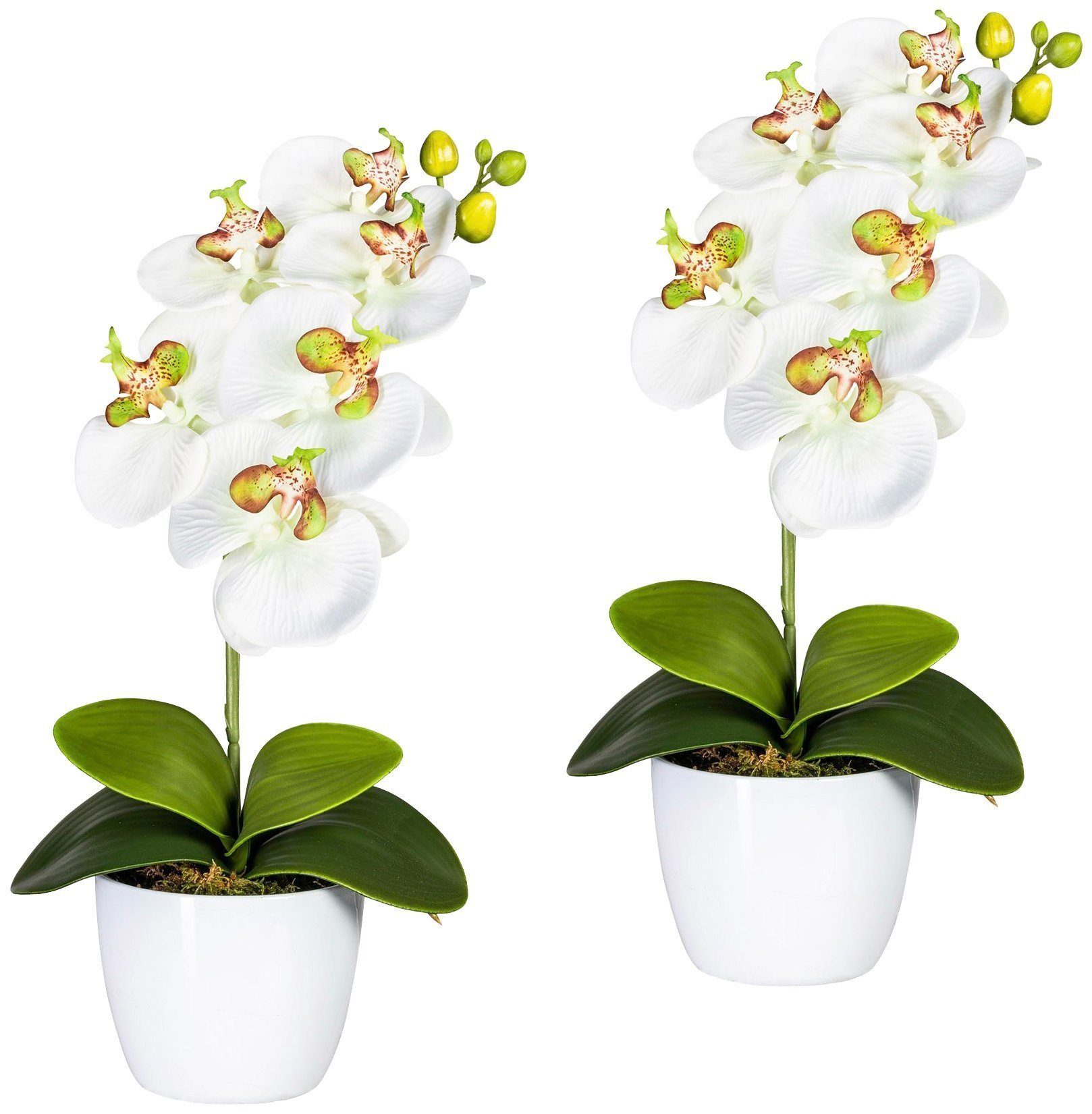 Kunstpflanze Orchidee 40 farbenfrohen Höhe im Keramiktopf, Topf hochwertigem Creativ cm, green, Phalaenopsis Kombination Blüten aus Orchidee, 