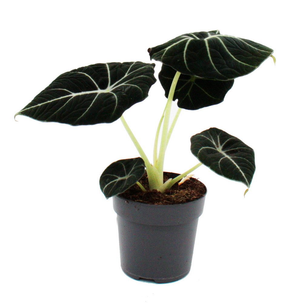 Exotenherz Zimmerpflanze Alocasia reginula Black Velvet Tropenwurz Alokasie Pfeilblatt 11cm