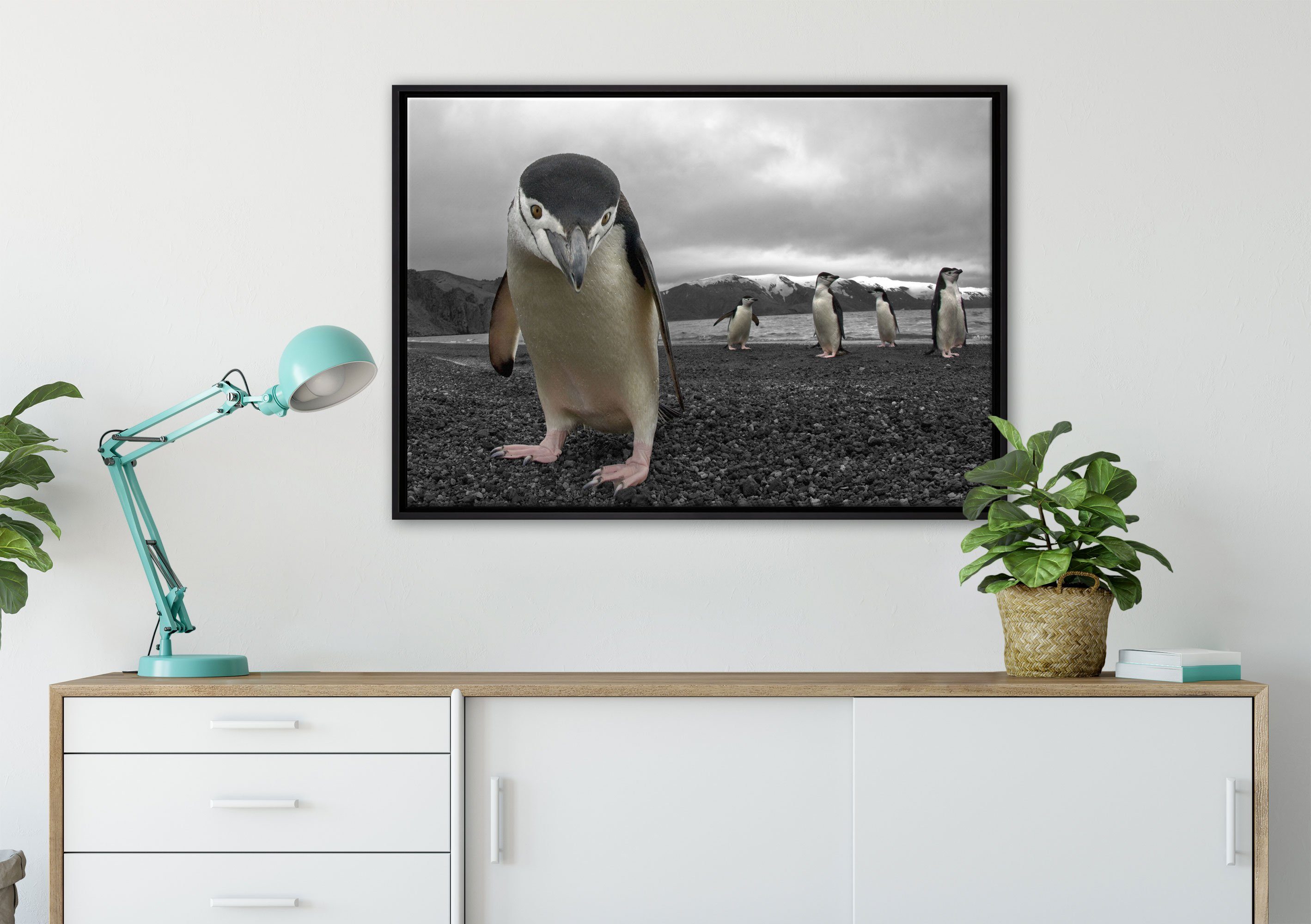 Lustige Pinguine, St), bespannt, gefasst, Leinwandbild fertig einem inkl. Wanddekoration Leinwandbild Zackenaufhänger Pixxprint (1 in Schattenfugen-Bilderrahmen