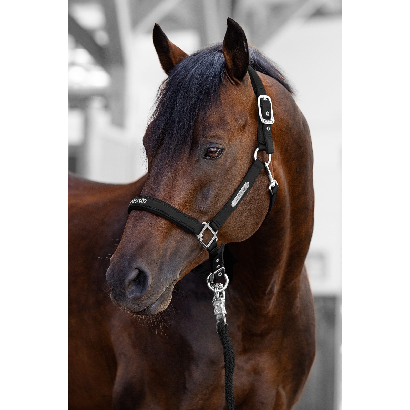 Kieffer Halfter Nylonhalfter unterlegt, Stallhalfter Satin Shine, Schwarz, Warmblut, Nylon