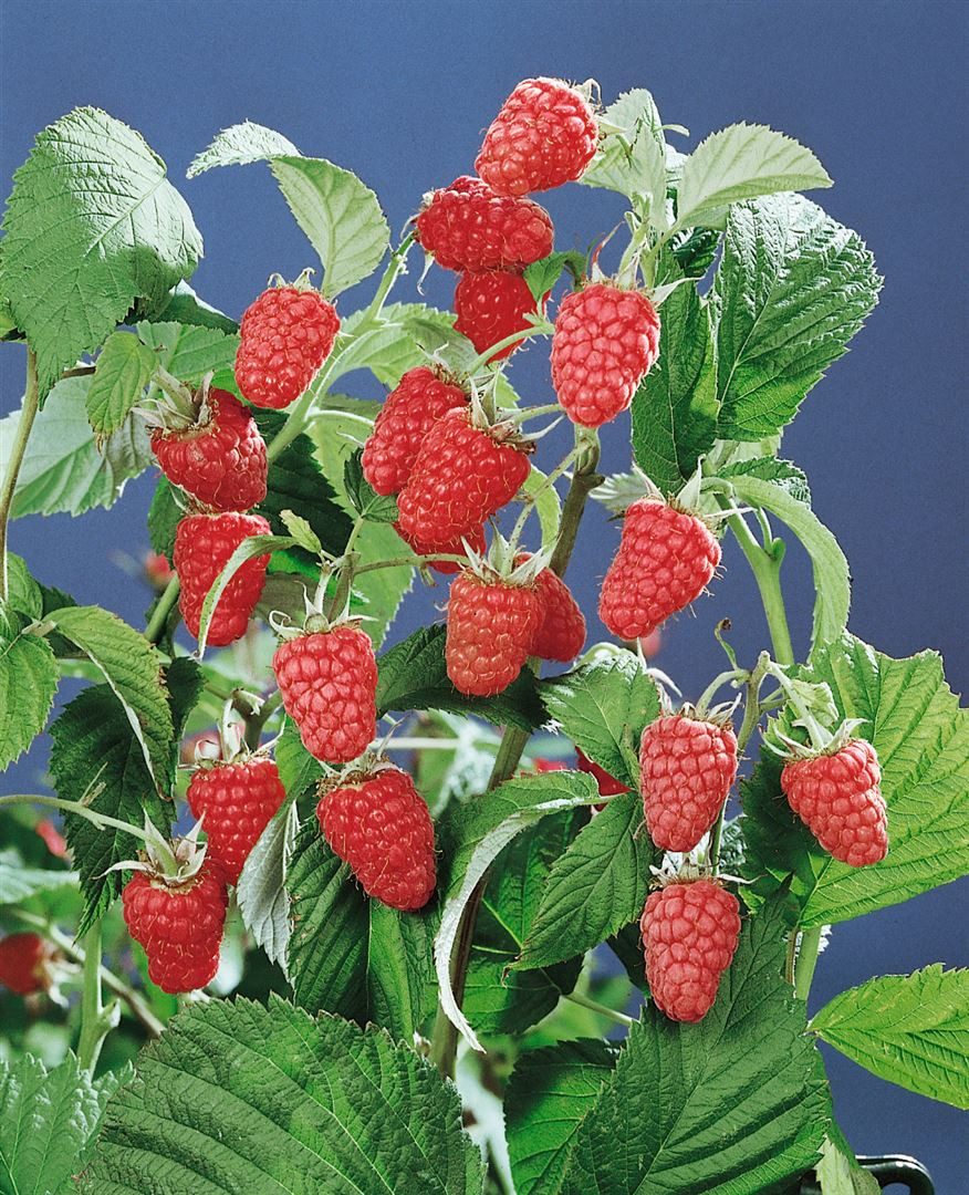 Pflanzen für Dich Obstpflanze Rubus idaeus Schönemann, 1 St., Himbeere, Gartenhimbeere, dunkelrot, ertragreich