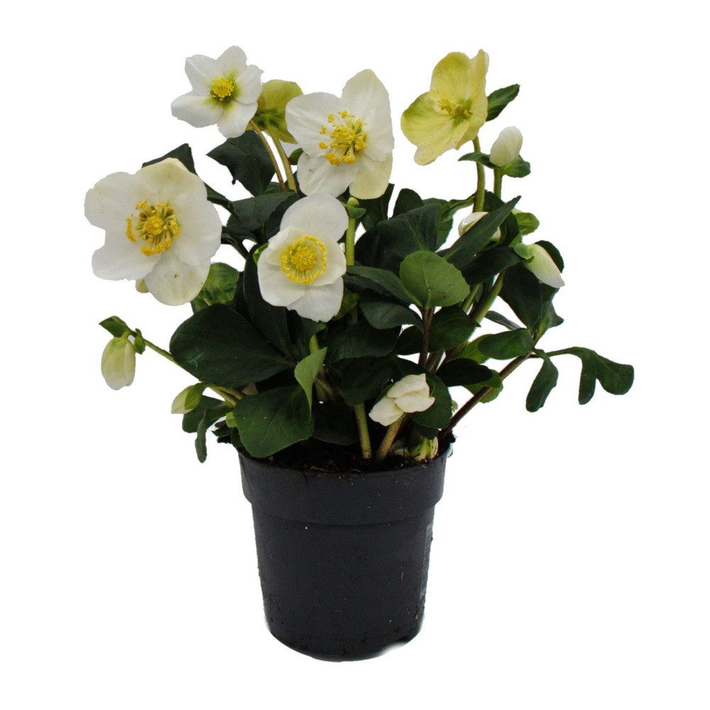 Exotenherz Rose Christrose Helleborus niger 11cm Topf viele Knospen günstig online kaufen