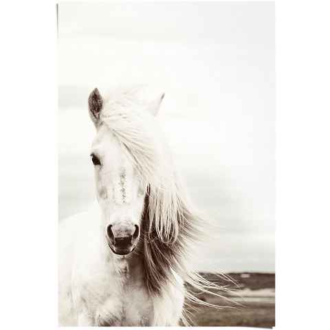 Reinders! Poster Poster Weißes Pferd, Pferde (1 St)