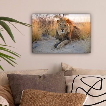 OneMillionCanvasses® Leinwandbild Löwe - Morgen - Afrika, (1 St), Wandbild Leinwandbilder, Aufhängefertig, Wanddeko, 30x20 cm