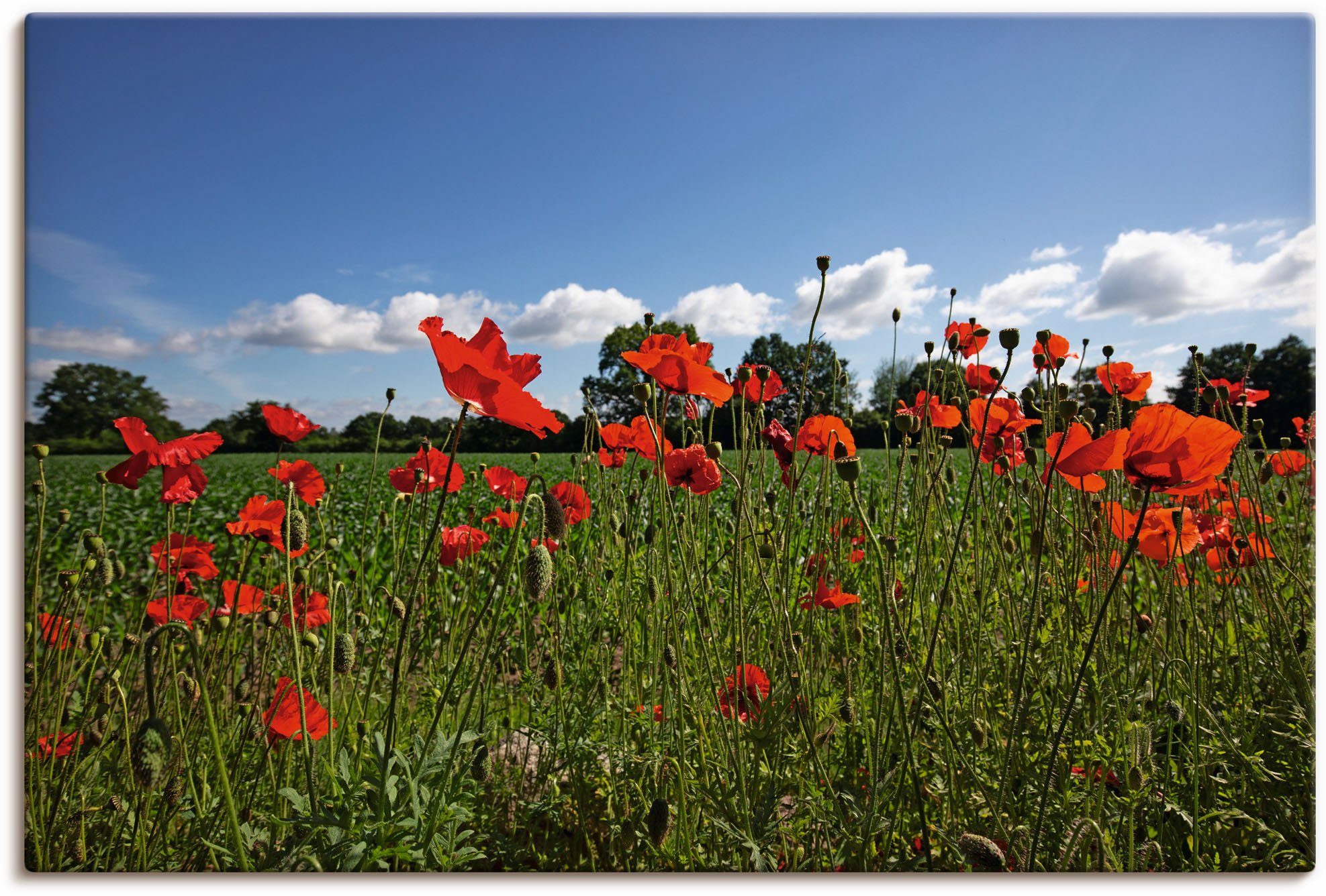 oder in Mohnblumen, Größen versch. Wandaufkleber Wandbild Alubild, Leinwandbild, Artland Blumenwiese (1 St), als Poster