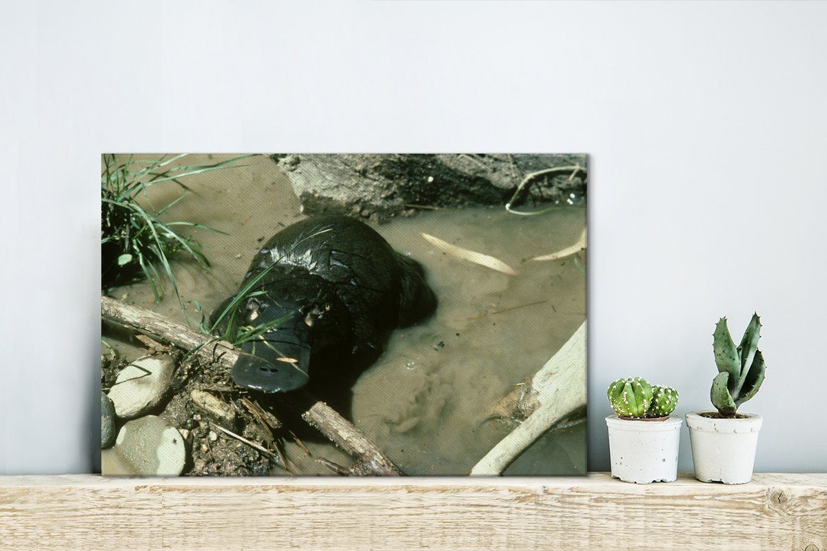 Wasser, - 30x20 Wandbild - cm OneMillionCanvasses® Schnabeltier Leinwandbilder, (1 Leinwandbild St), Wanddeko, Aufhängefertig, Sand