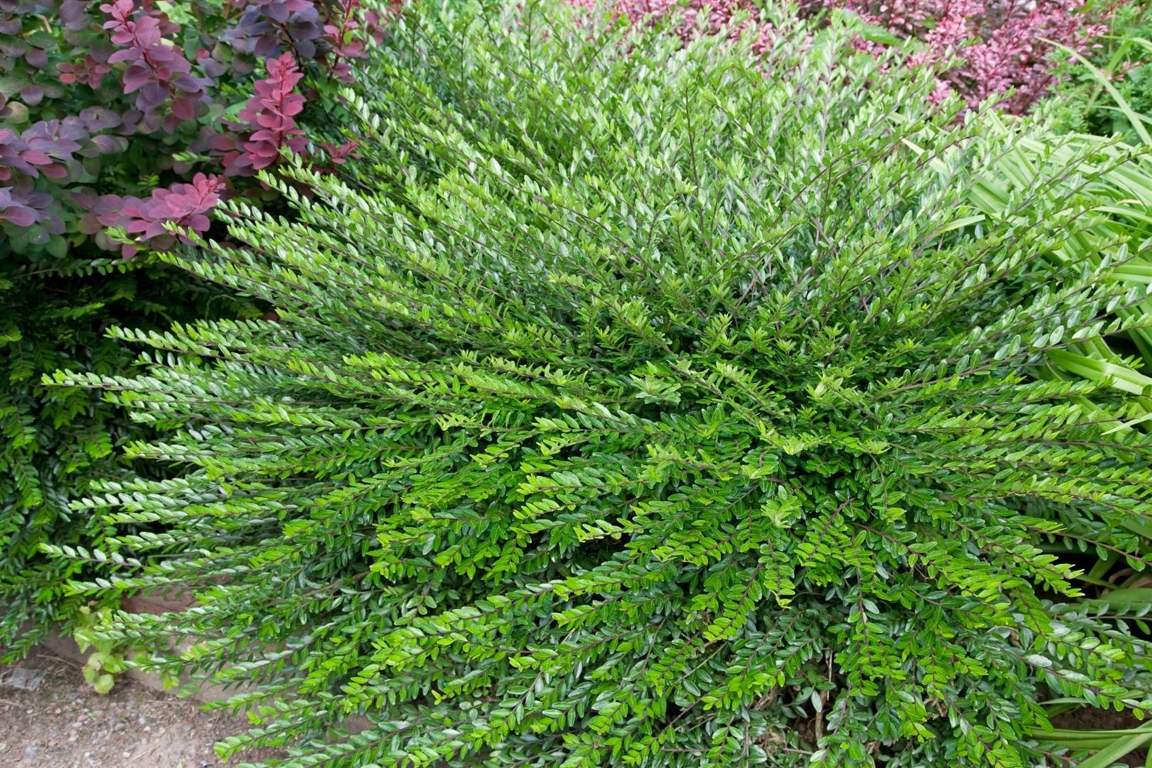 Pflanzen für Dich Bodendecker Lonicera pileata, 1 St., Heckenmyrte, Kriech-Heckenkirsche, immergrün, bodendecker