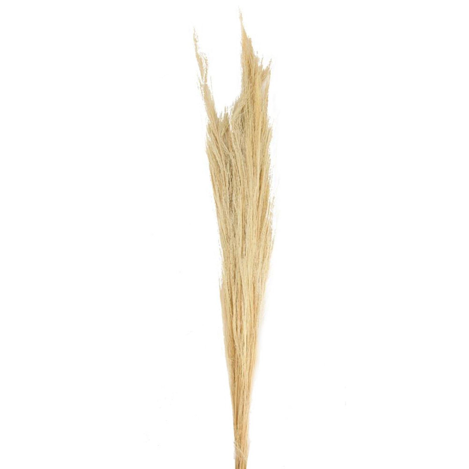 hell cm Trockenblume Broom - DIJK natur Ginstergras - -100g, Thysanolaena - 90-105 grass