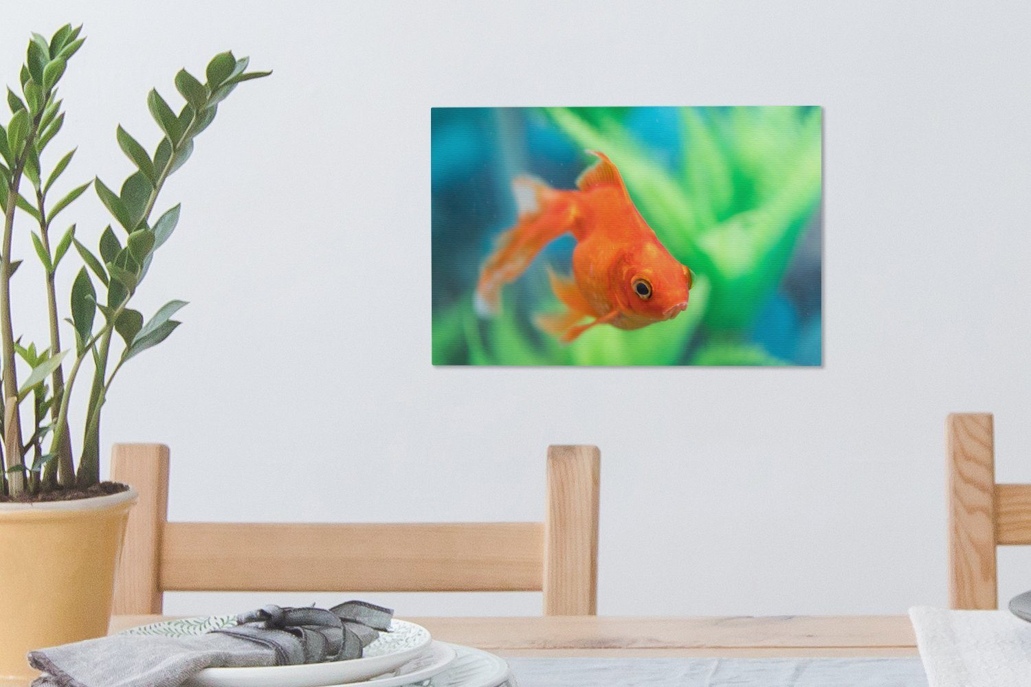 Leinwandbild Aufhängefertig, cm 30x20 Leinwandbilder, Goldfisch OneMillionCanvasses® St), Wanddeko, einem (1 in Wandbild Süßwasseraquarium,