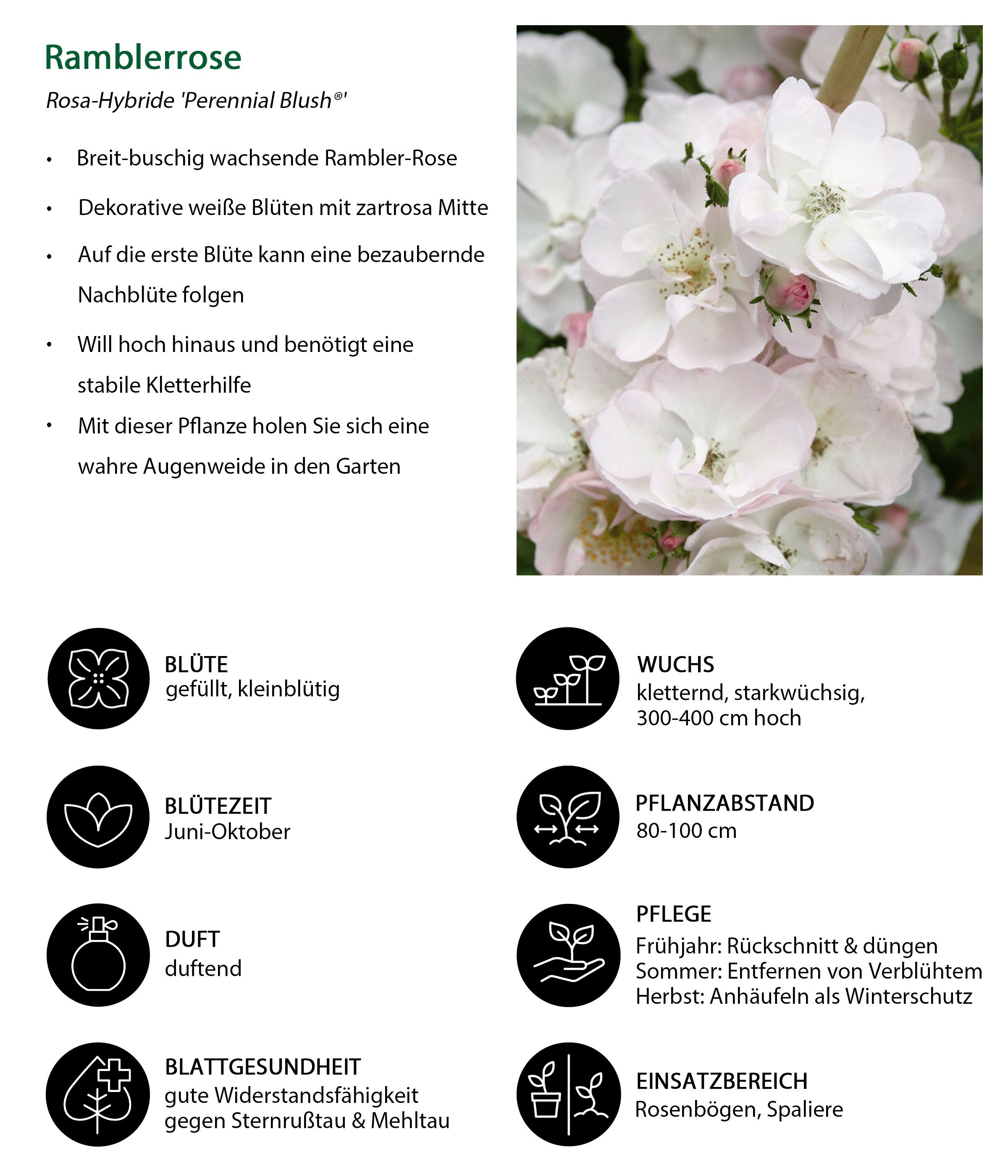 Dehner Rose Ramblerrose Perennial Blush®, weiß-zartrosa Blüten