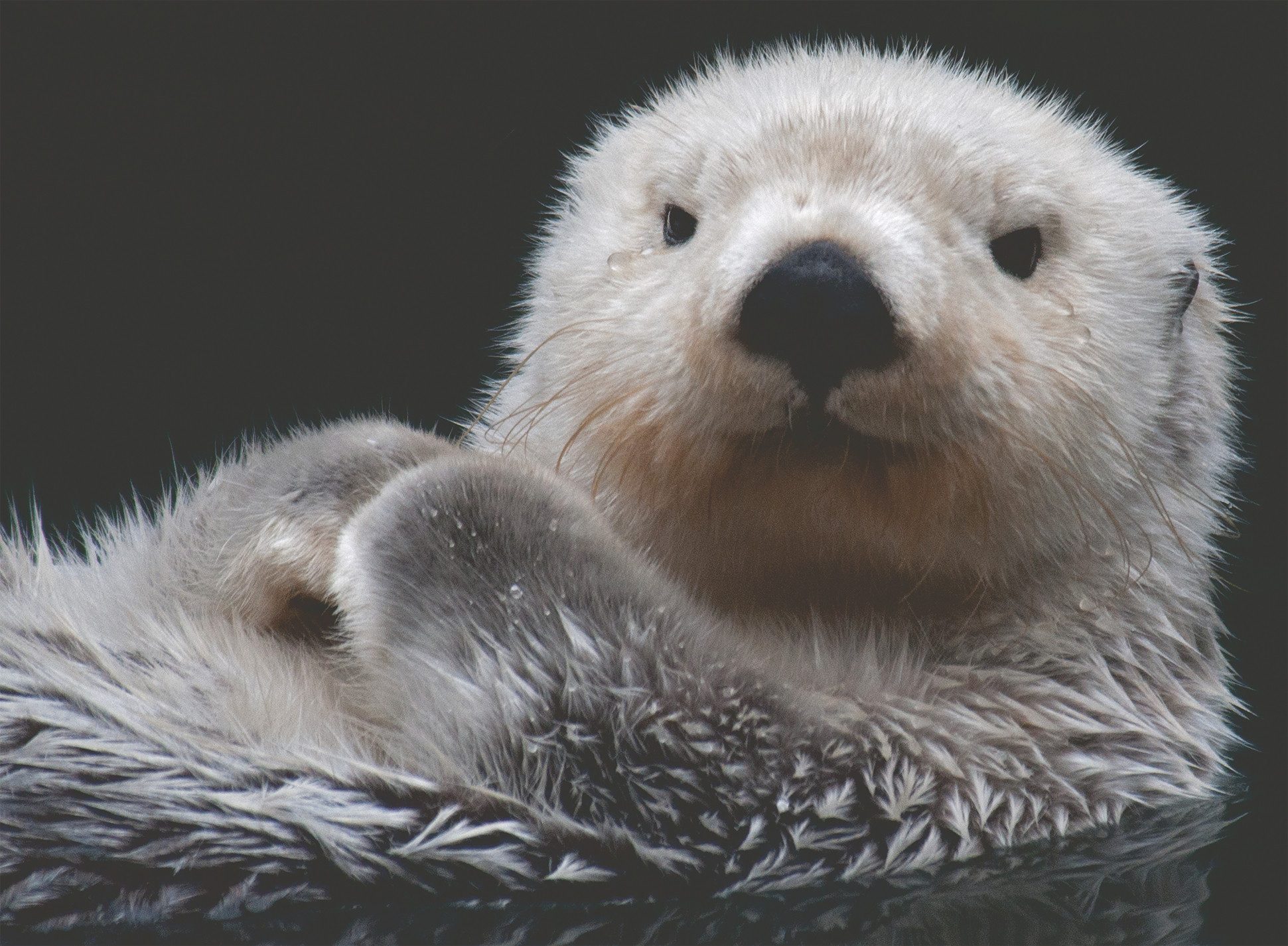 Ravensburger Verlag GmbH Puzzle Süßer kleiner Otter, Puzzleteile