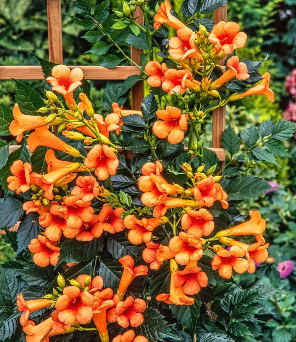 BALDUR Garten Kletterpflanze Amerikanische Klettertrompete Campsis, 1 St., Jasmin-trompete,winterhart, mehrjährig, pflegeleicht