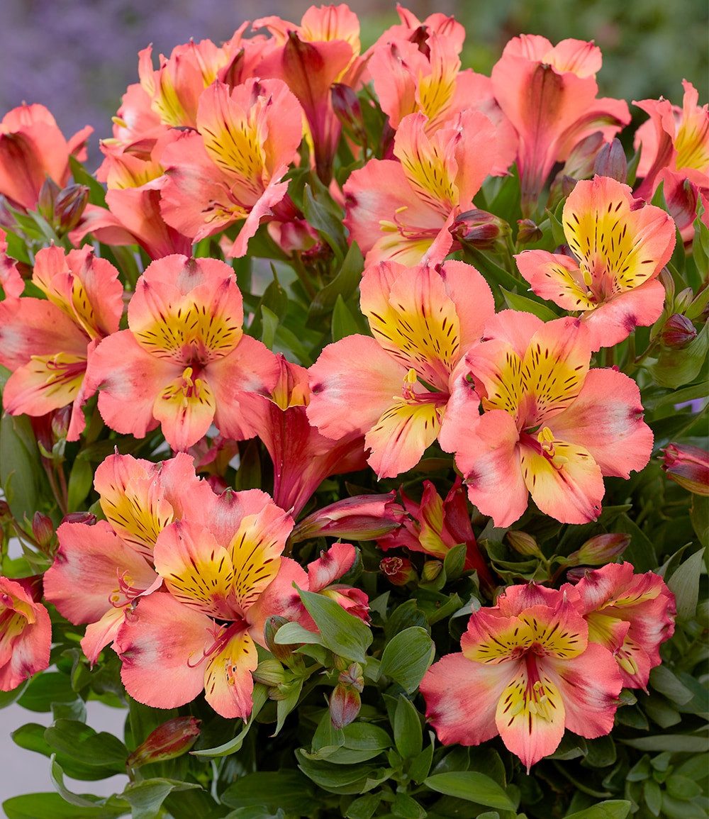 BALDUR Garten Staude Winterharte Alstromeria Incalys® 'Salmon', im 12 cm XL-Topf, 1 St., Alstroemeria, winterhart, mehrjährig, pflegeleicht