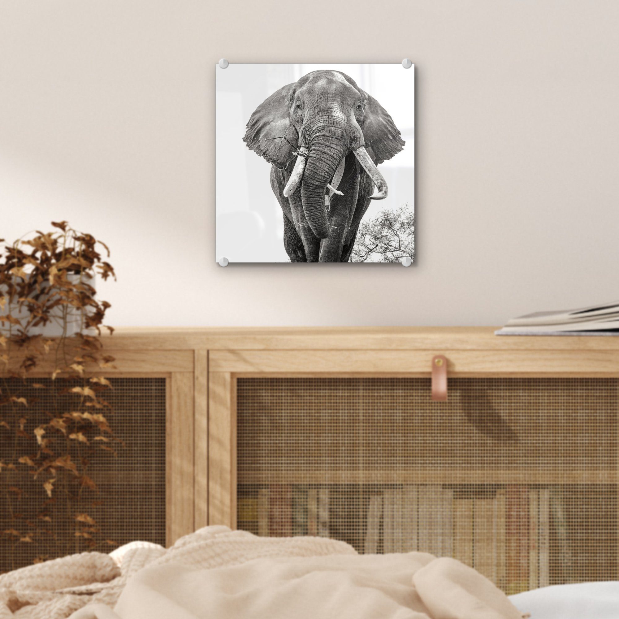 Glas St), (1 Acrylglasbild Wanddekoration MuchoWow Elefant und - Wandbild Bilder - Foto Porträt - - Schwarz Tiere auf - weiß, Glasbilder - auf Glas