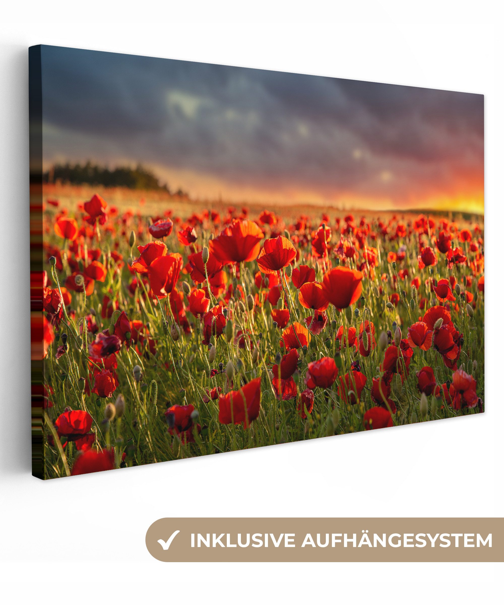 OneMillionCanvasses® Leinwandbild Sonnenuntergang - Mohnblumen - günstig online kaufen