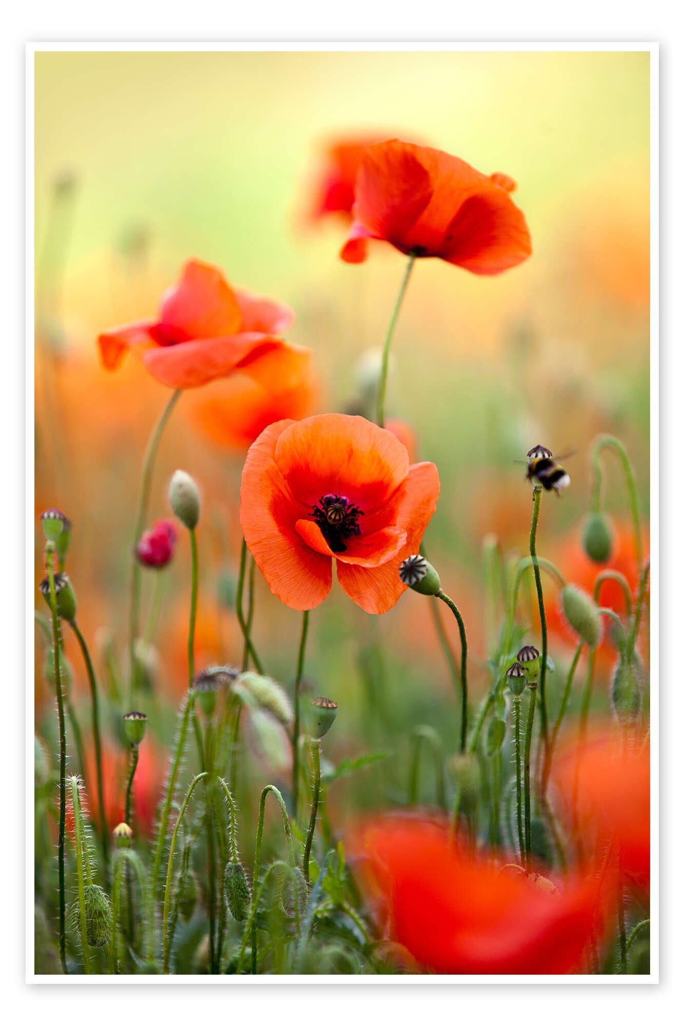 Posterlounge Wandbild Mohnblumen III, Nailia Schwarz, erhältlich als Poster, Leinwandbild, Wandsticker oder Acrylglasbild