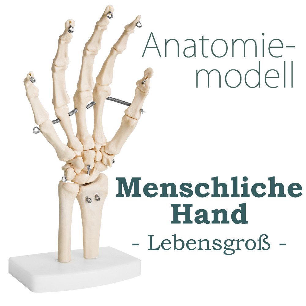 MedMod Dekoobjekt Menschliche Hand Anatomie Lehrmodell Knochenmodell Lebensgroß
