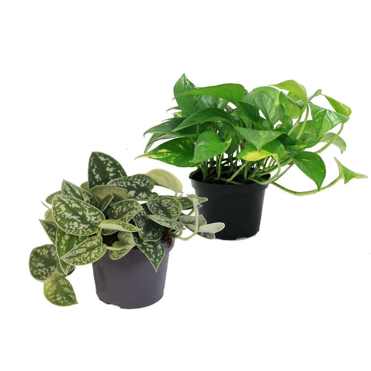 Exotenherz Zimmerpflanze Set aus 2 versch. Scindapsus pictus argyreus und E günstig online kaufen