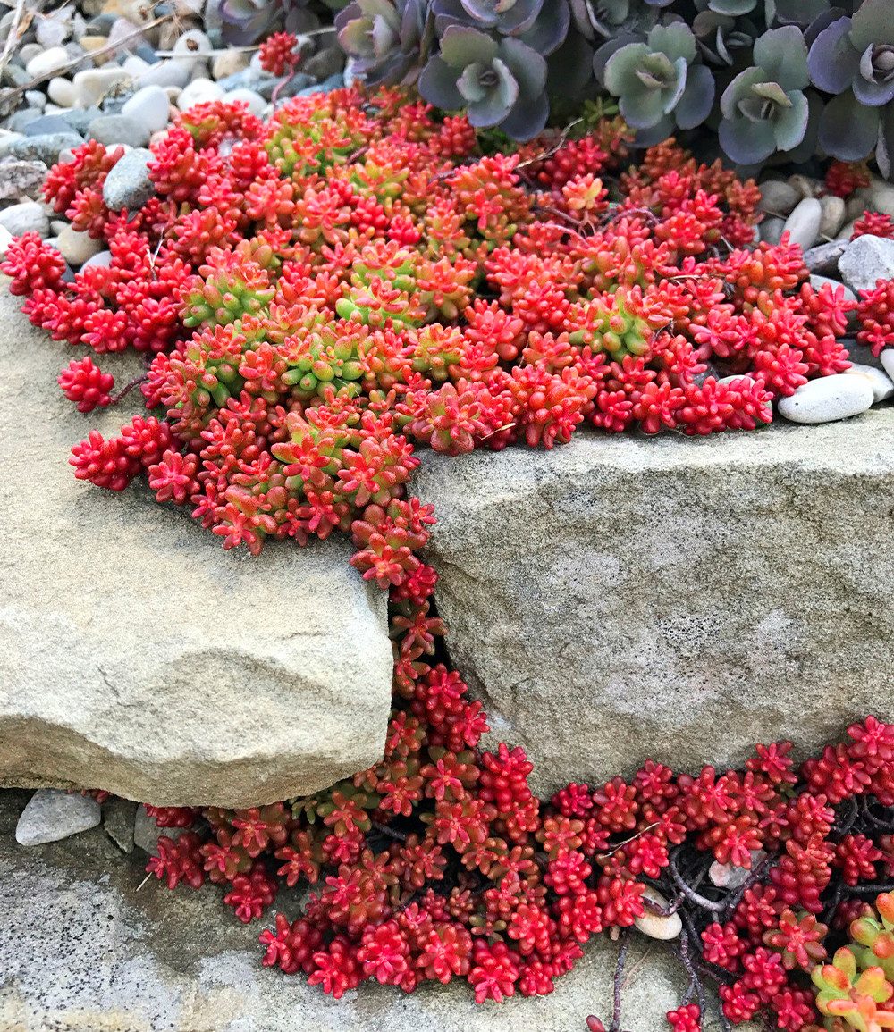 BALDUR Garten Bodendecker Teppich-Sedum 'Coral Carpet', 2 St., Steingartenpflanze, immergrün, pflegeleicht