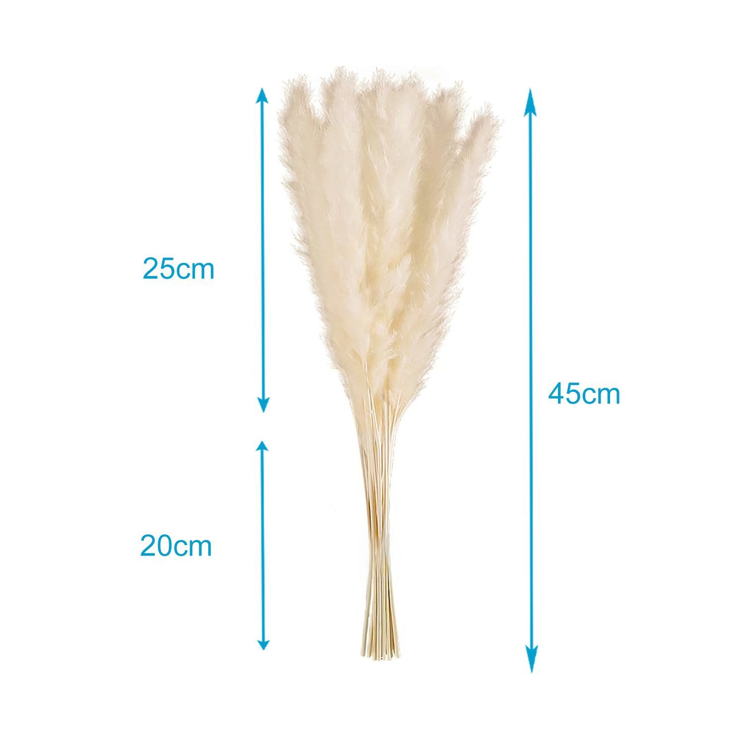 Trockenblume, Intirilife, Höhe 5 cm, Pampasgras 30 Stück Weiß Trockenblume günstig online kaufen