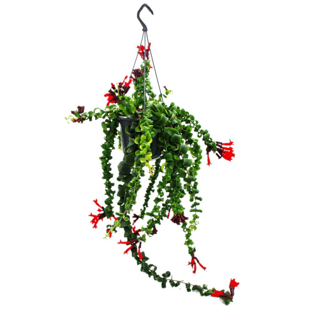 Exotenherz Zimmerpflanze Lippenstiftpflanze Schamblume Aeschynanthus 'Rasta' hängend 15cm