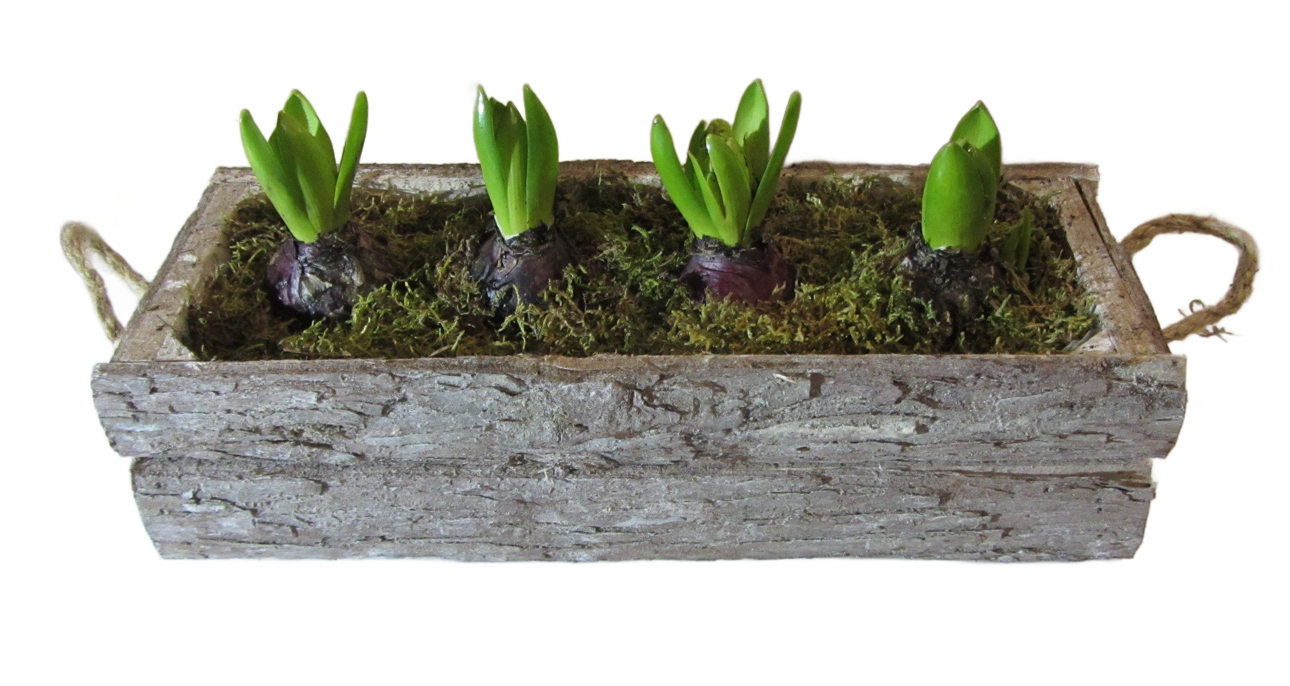 meinvipshop Kübelpflanzen Arrangement Frühling Holzkiste Hyazinten