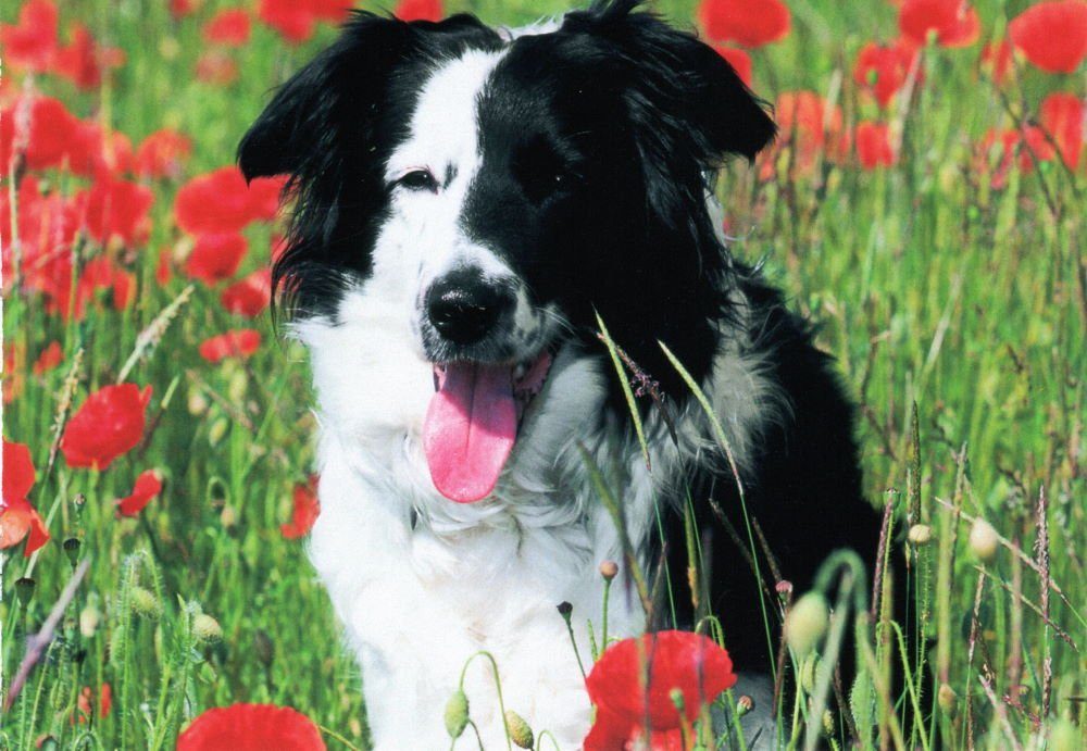 Postkarte nbuch "Dogs Hunde süßen mit Hundemotiven Chiens" * * 24