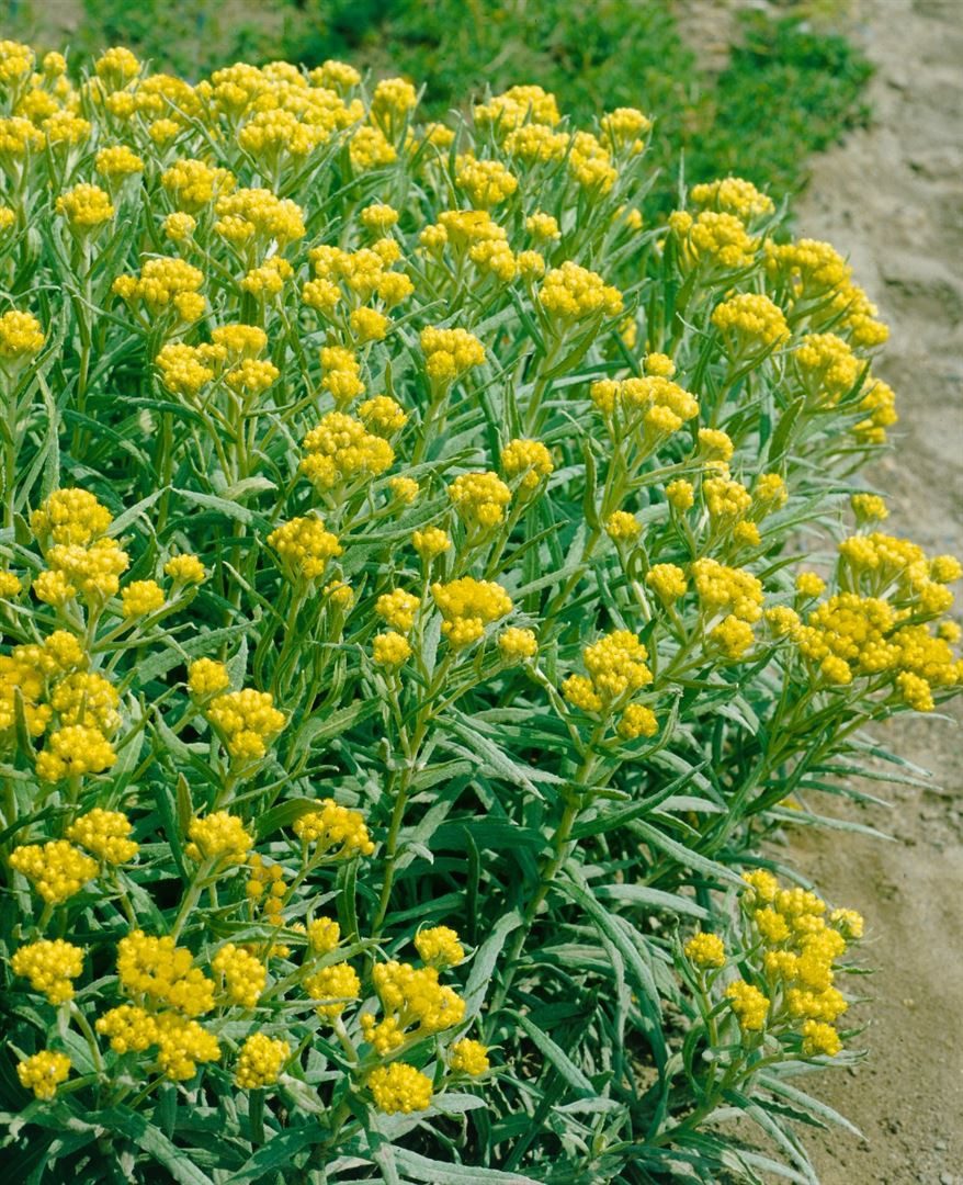 Pflanzen für Dich Staude Helichrysum thian. Schwefellicht, 1 St., Strohblume, Immortelle