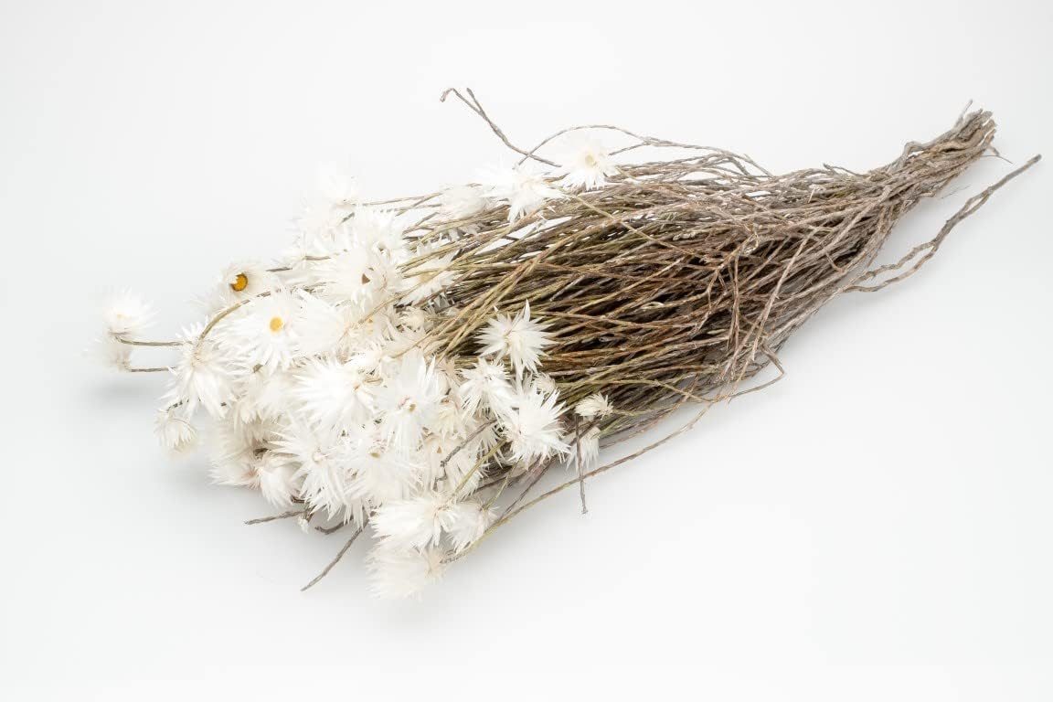 Trockenblume Kaap Flower Natur im Bund, Länge ca. 40-50 cm, NaDeco günstig online kaufen