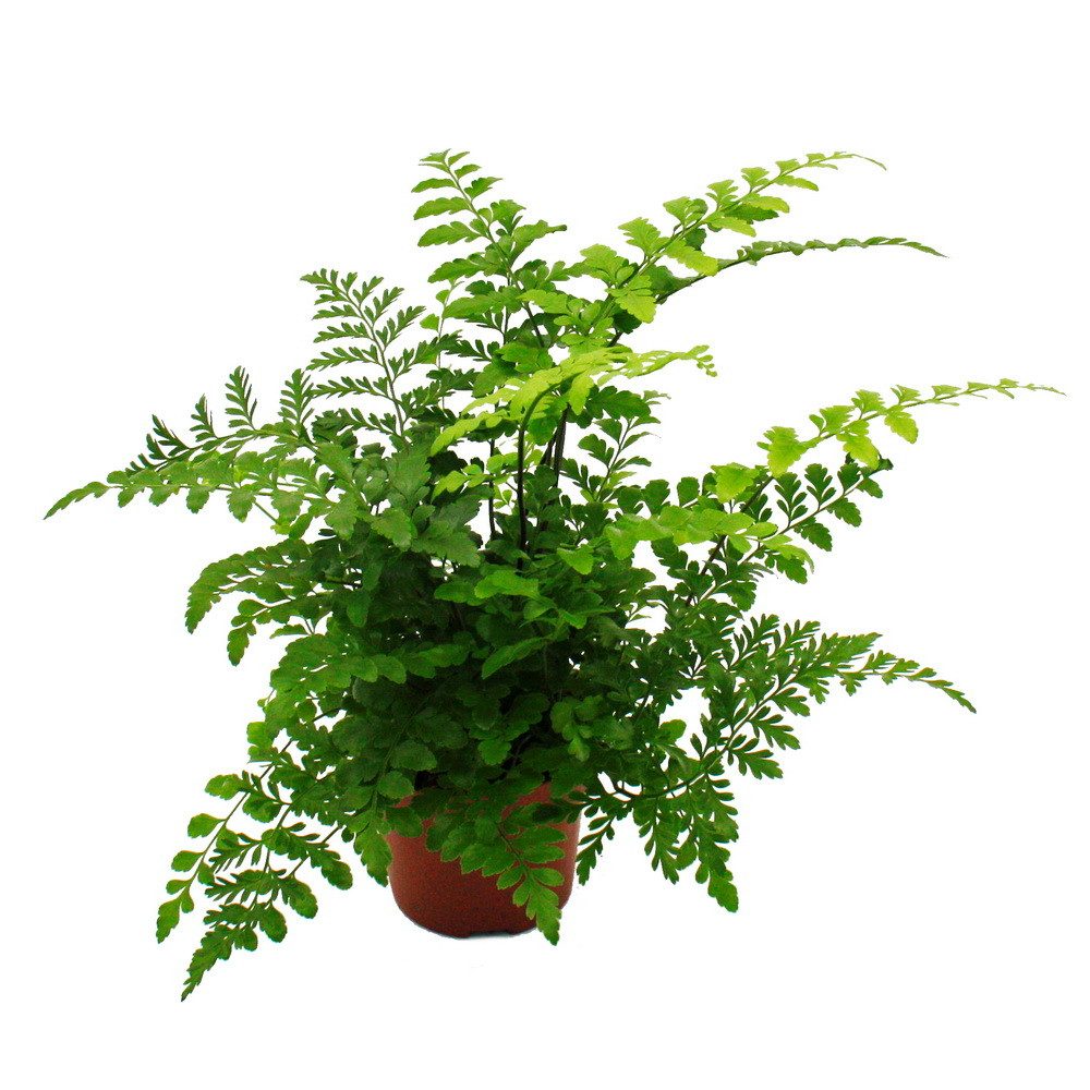 Exotenherz Zimmerpflanze Asplenium Farn-Sorten fürs Zimmer Nestfarn 12cm To günstig online kaufen