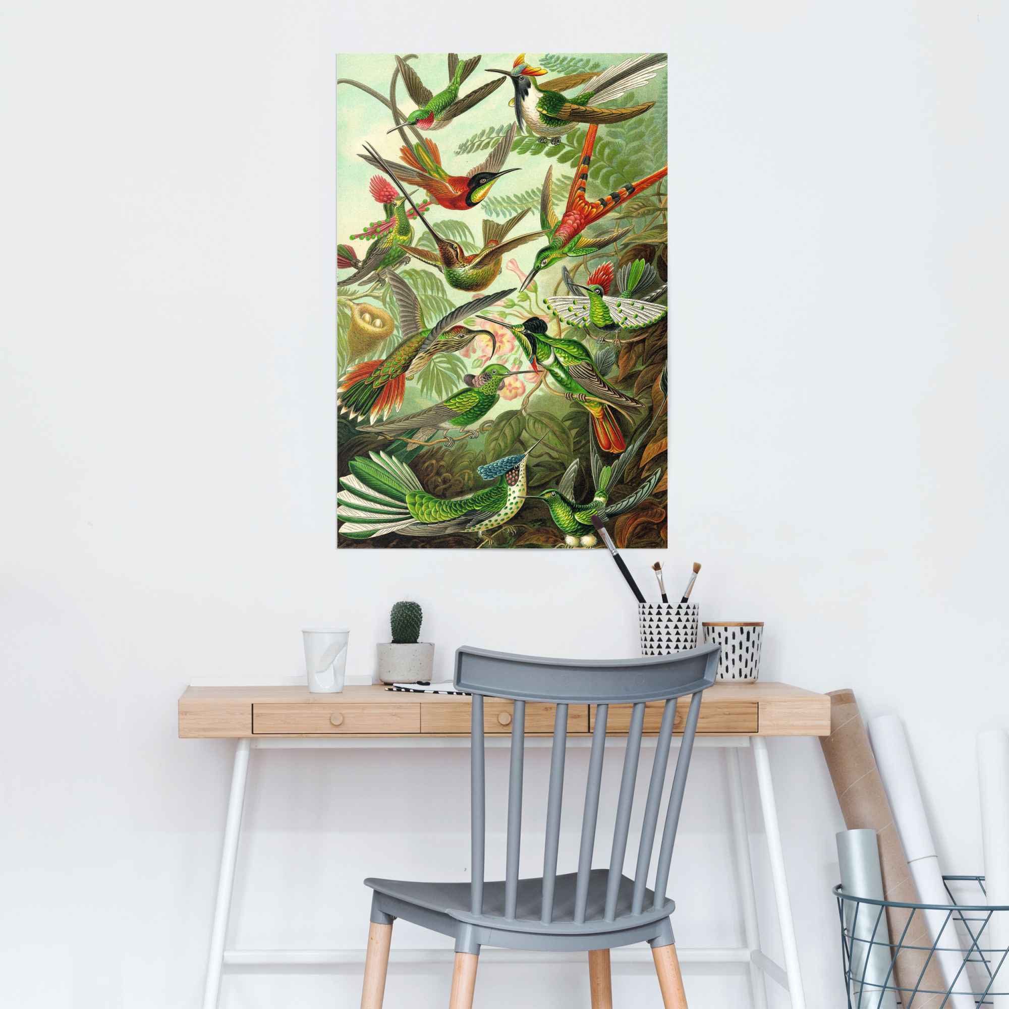 Reinders! Poster »Hummingbirds Vogel - Tiermotiv - Natur - Botanisch - Ernst Haeckel«, (1 Stück)-HomeTrends