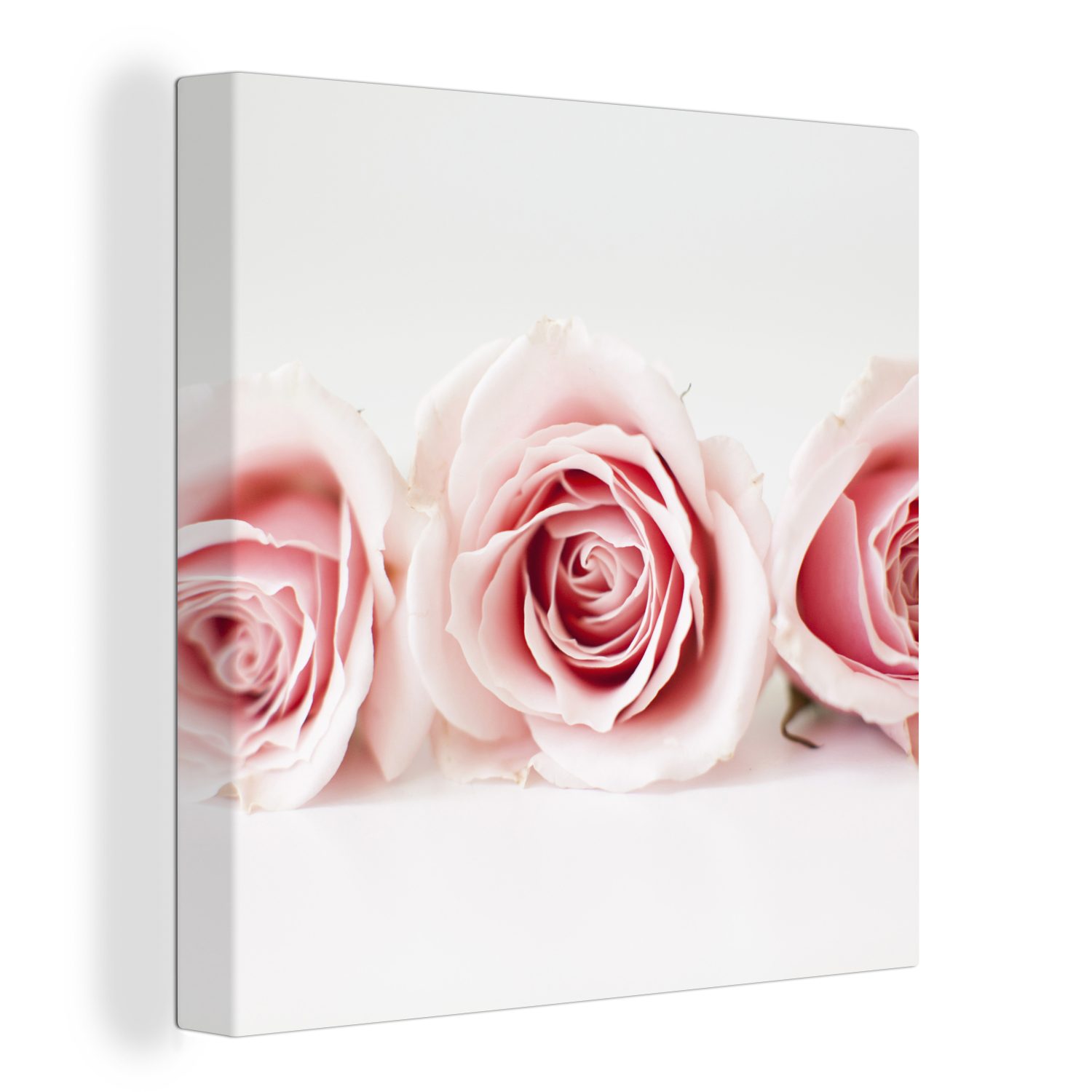 OneMillionCanvasses® Leinwandbild Studioaufnahme von drei rosa günstig online kaufen