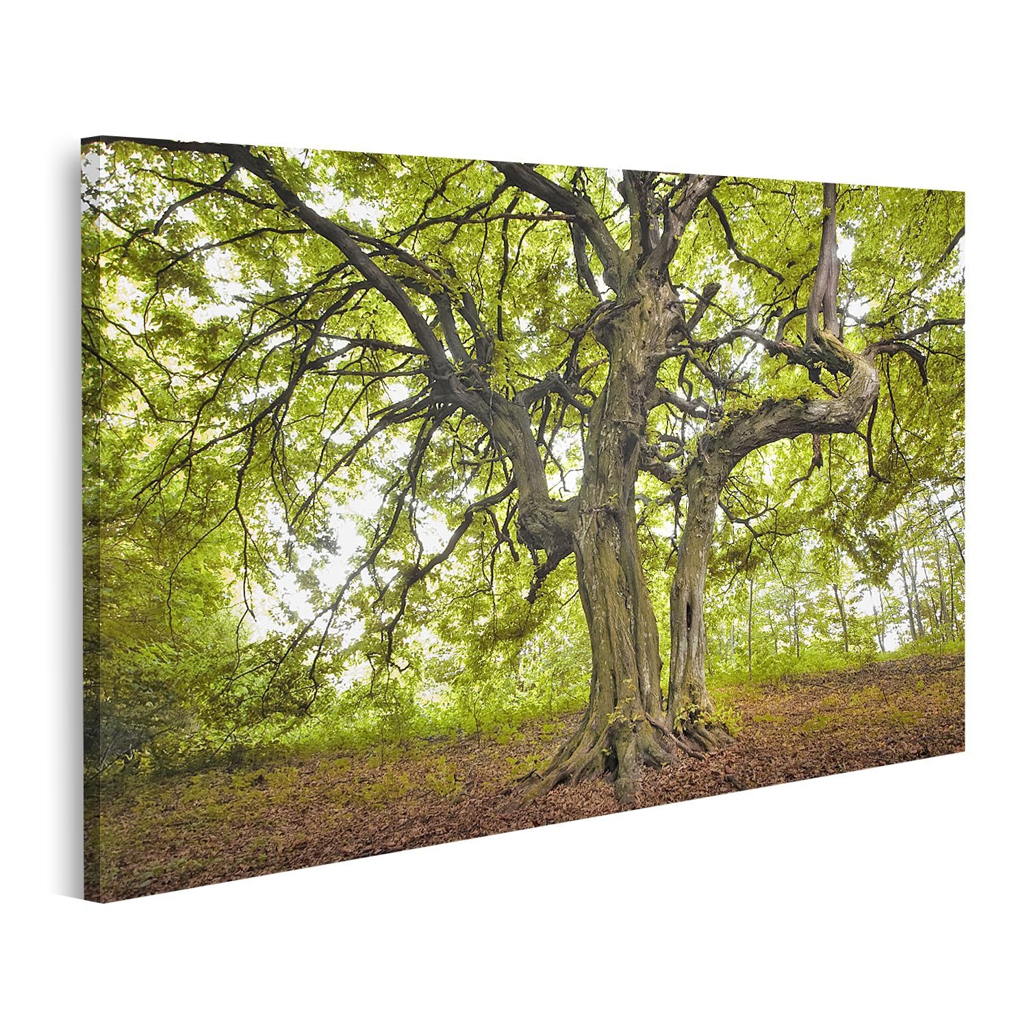 islandburner Leinwandbild Alter Baum im grünen Wald bei Tageslichtaufnahme im Sommer