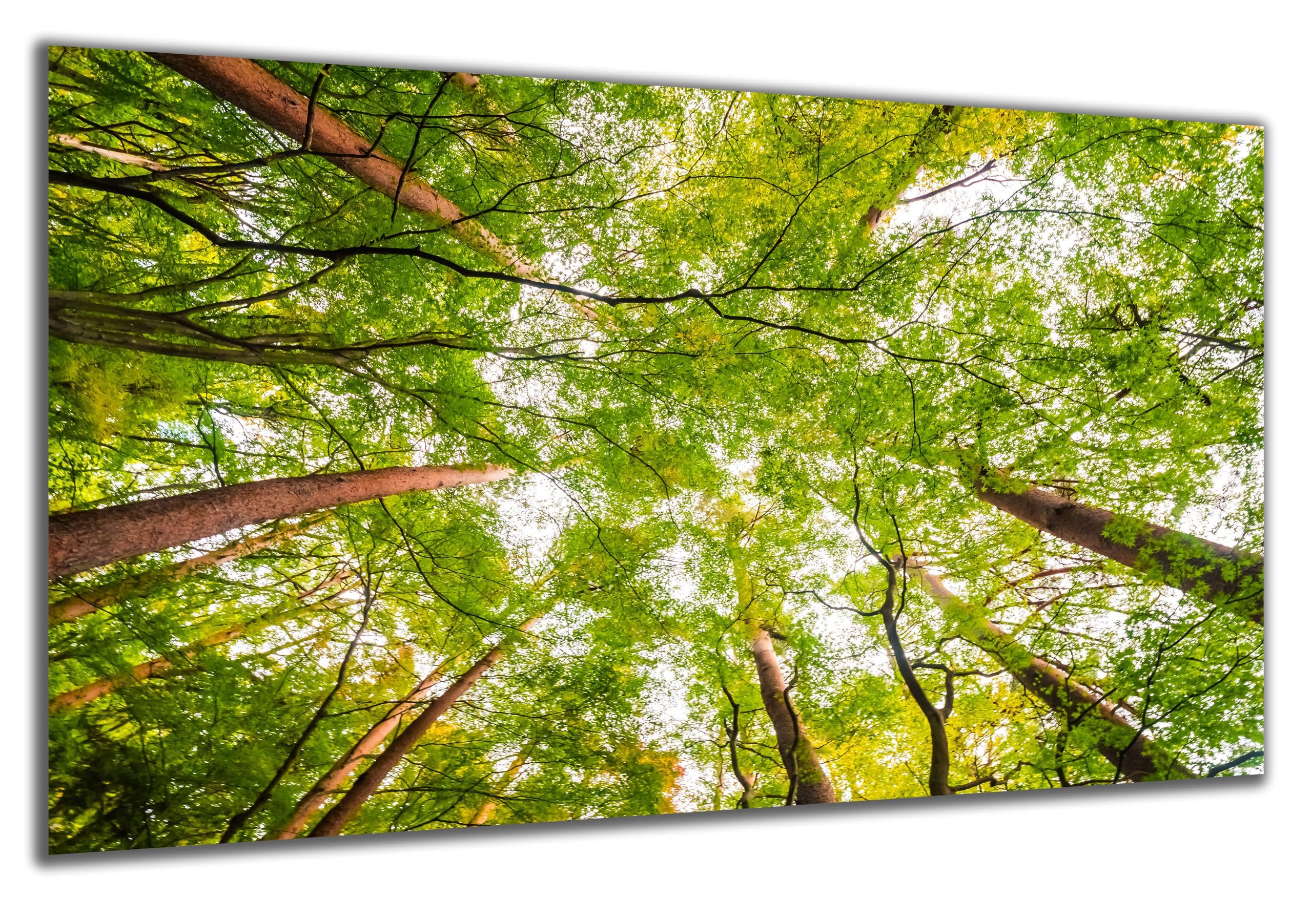 DARO Design Wandbild Wald Bäume Wandbilder Wand Deko Bilder Geschenk Leinwandbild, (Blick zu den Baumwipfeln - Bild klein Wohnzimmer Schlafzimmer Büro Flur Esszimmer Einteilig Querformat Fotodruck Wald & Bäume), 30x20 cm
