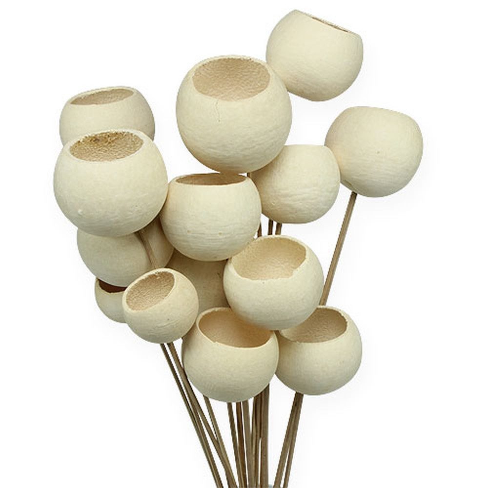 Trockenblume Elegante Bell Cup Dekoration für günstig online kaufen
