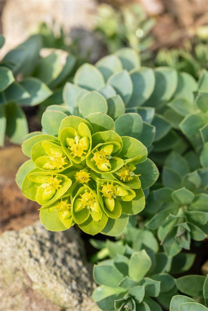 Pflanzen für Dich Staude Euphorbia myrsinites, 1 St., Walzen-Wolfsmilch, Myrtenblättrige Wolfsmilch