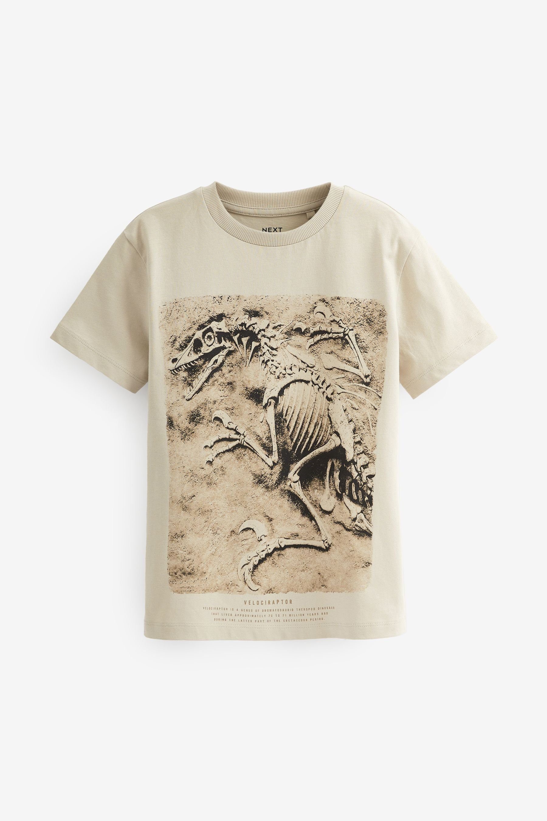 Next T-Shirt Grafik-T-Shirt (1-tlg) DInosaur