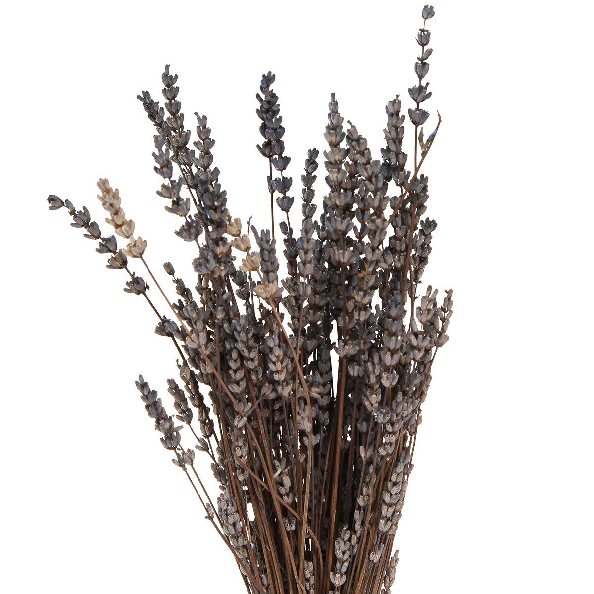 Trockenblume Lavendel Trockenblumen 35-40cm 50g Raumduft günstig online kaufen