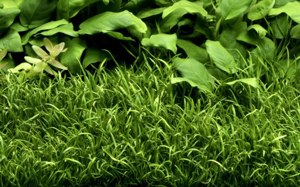 Aquaone Wasserpflanze Aquarium Pflanze Lilaeopsis brasiliensis Wasserpflanz günstig online kaufen