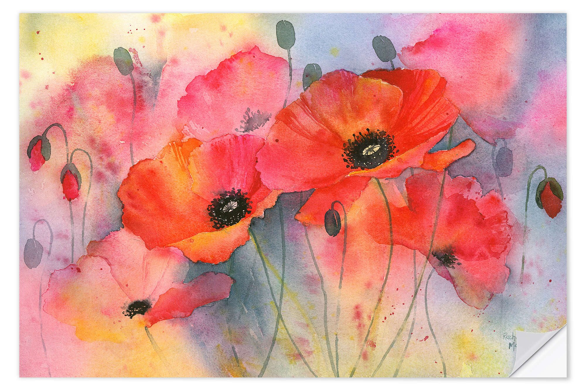 Posterlounge Wandbild Tiefroter Mohn, Rachel McNaughton, erhältlich als Poster, Leinwandbild, Wandsticker oder Acrylglasbild