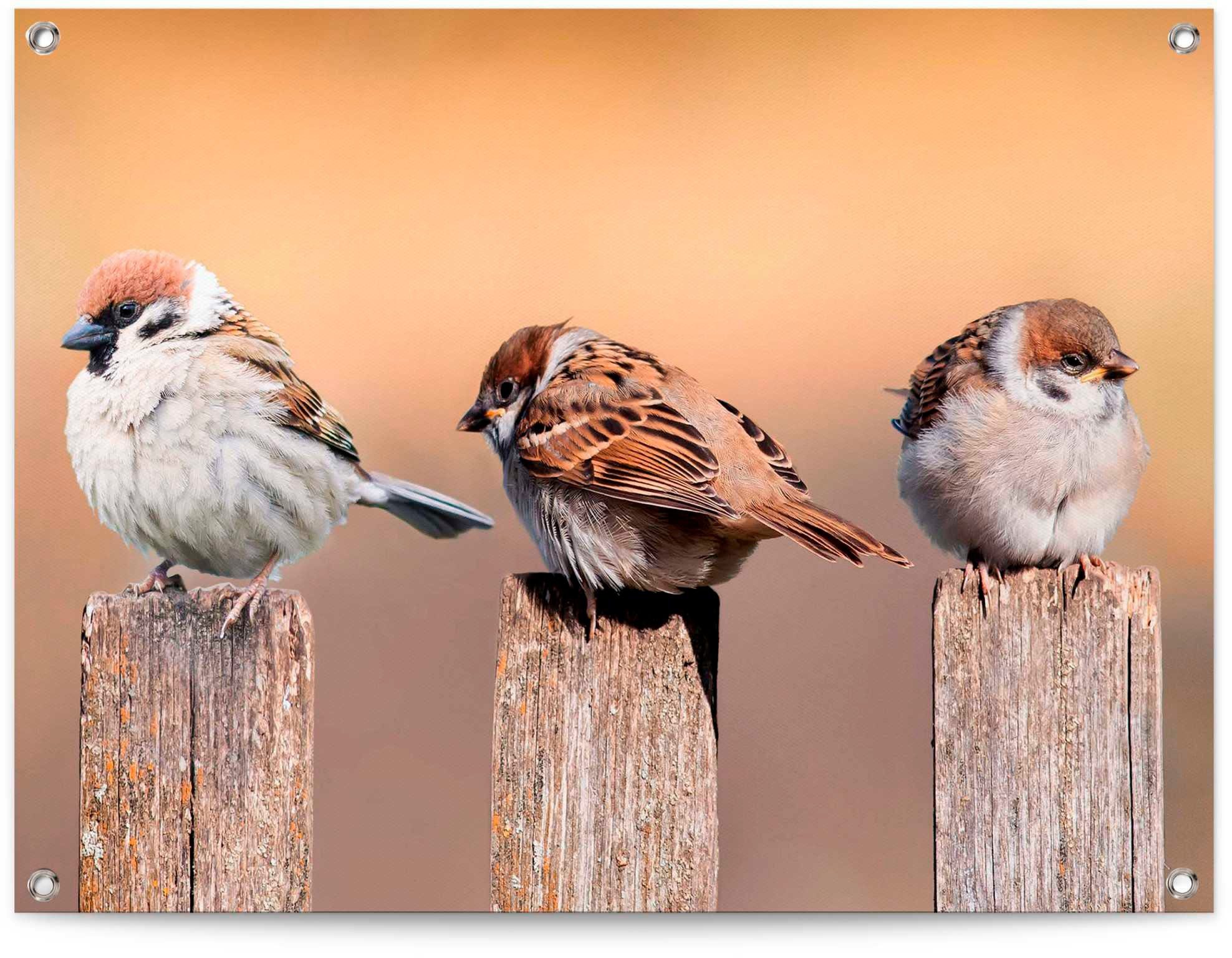 Reinders! Poster Vogelfamilie